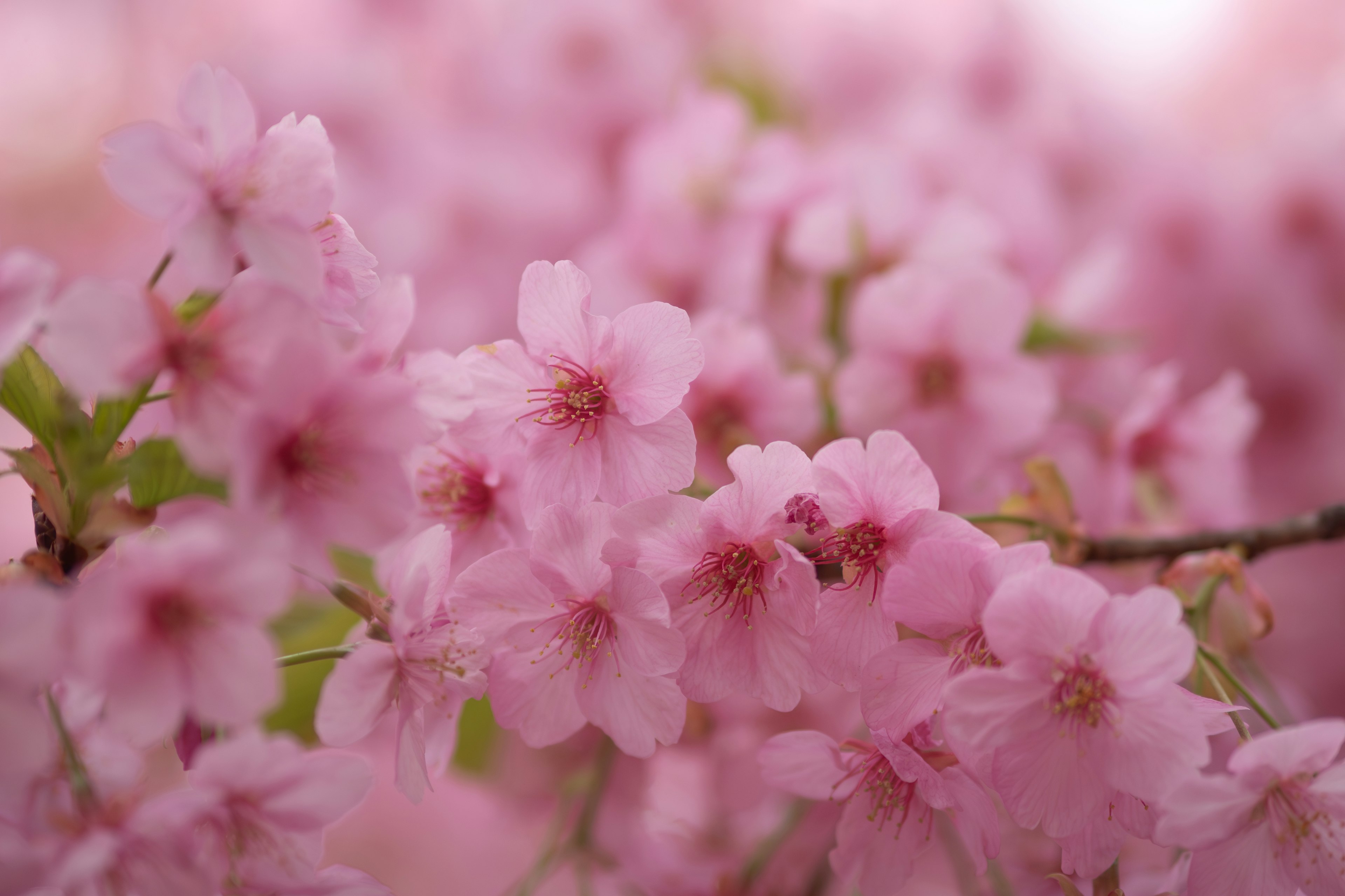 淡いピンクの桜の花が咲いている枝のクローズアップ