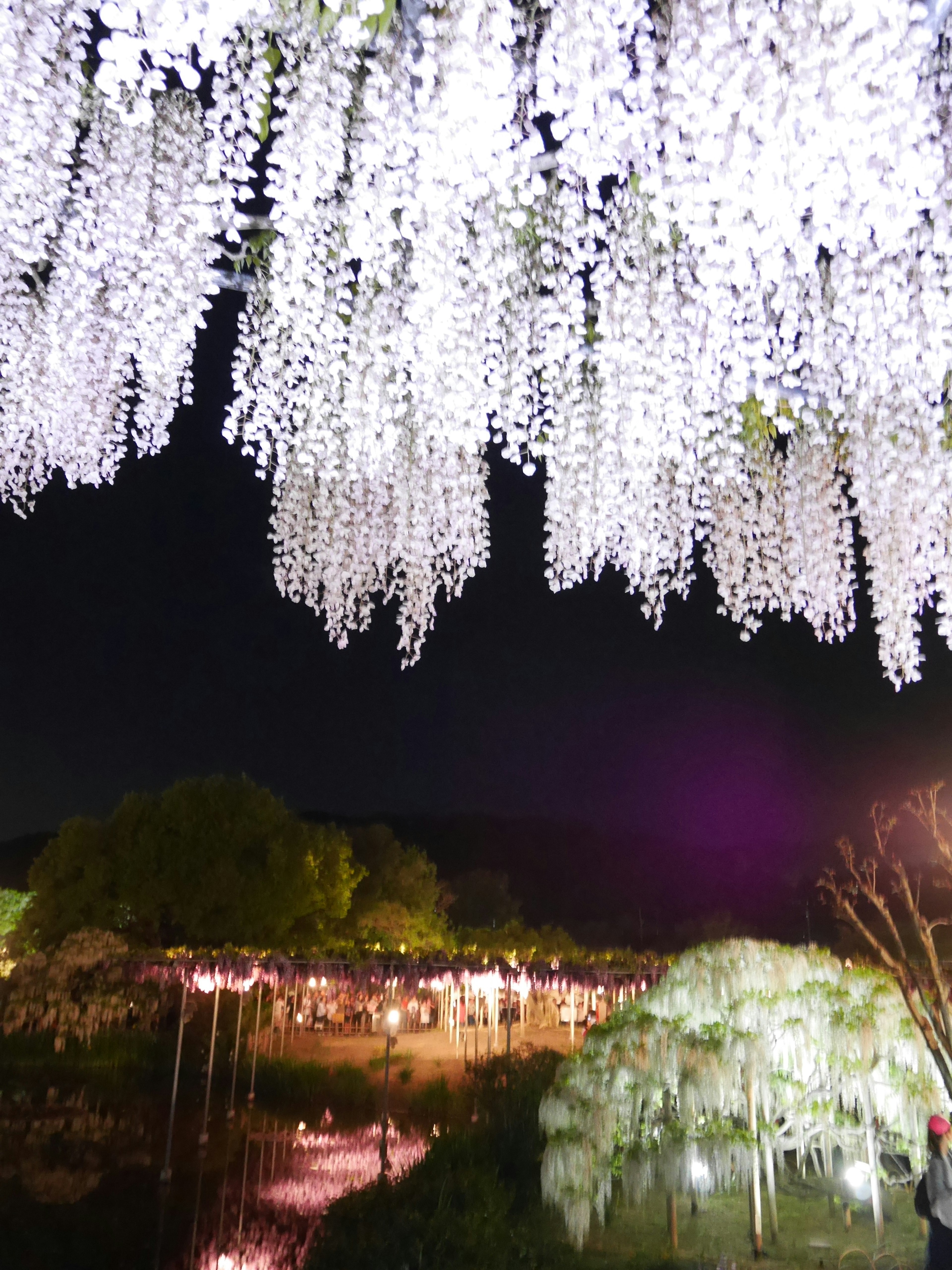 Night view of illuminated wisteria flowers hanging down with a serene pond below