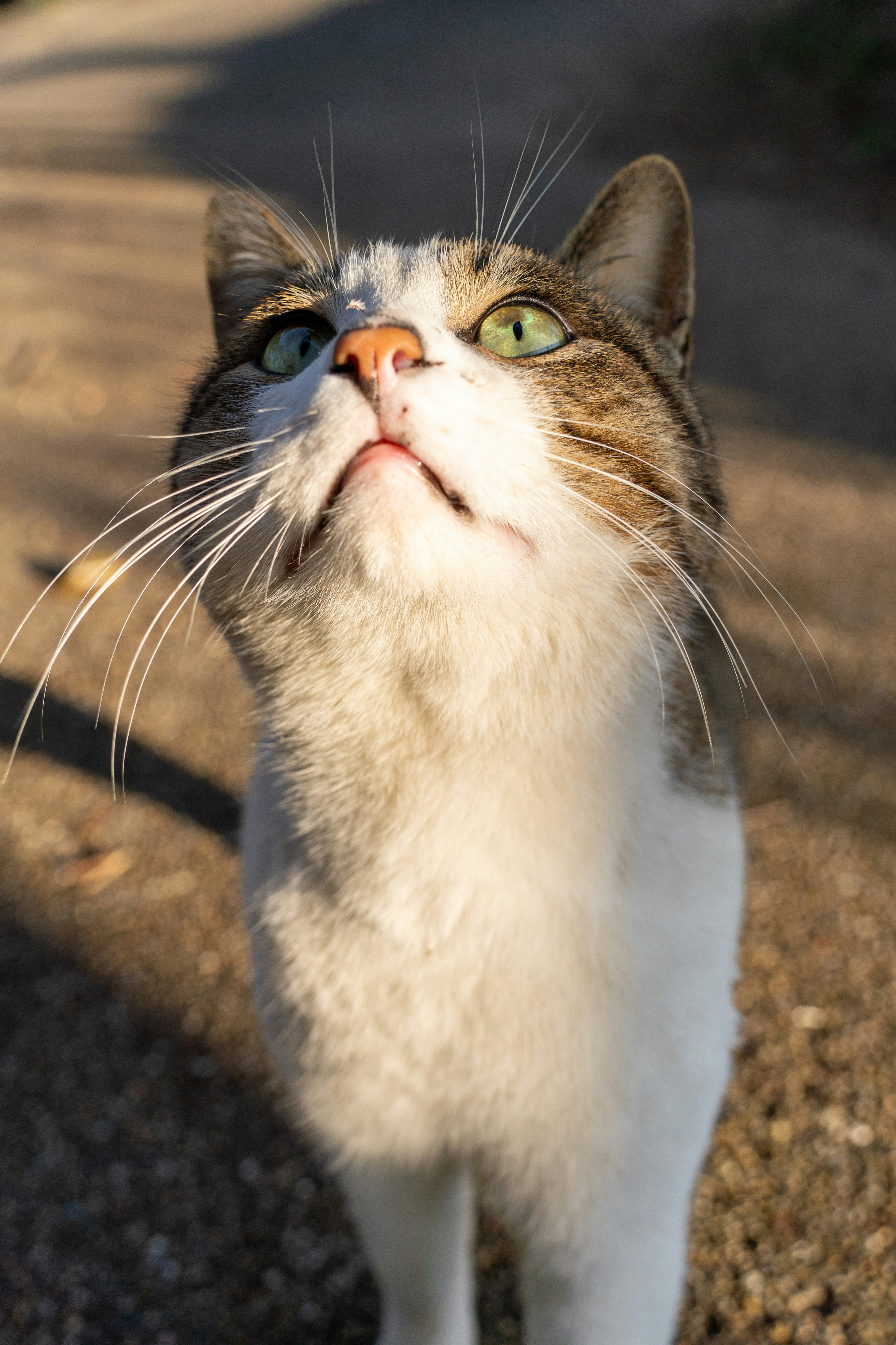 一只白色和棕色的猫抬头看，眼睛鲜艳的绿色