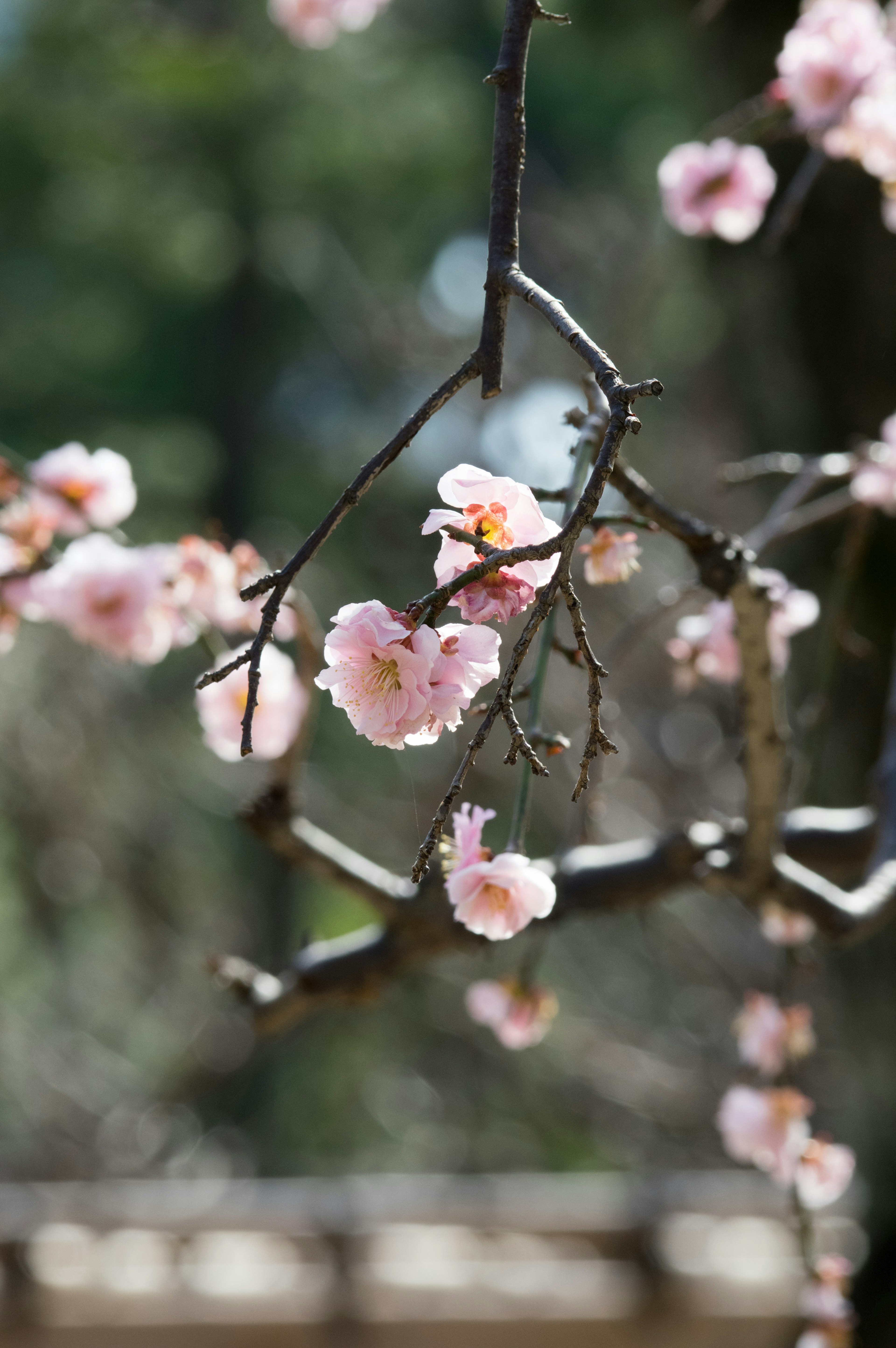 Close-up of cherry blossom flowers on thin branches