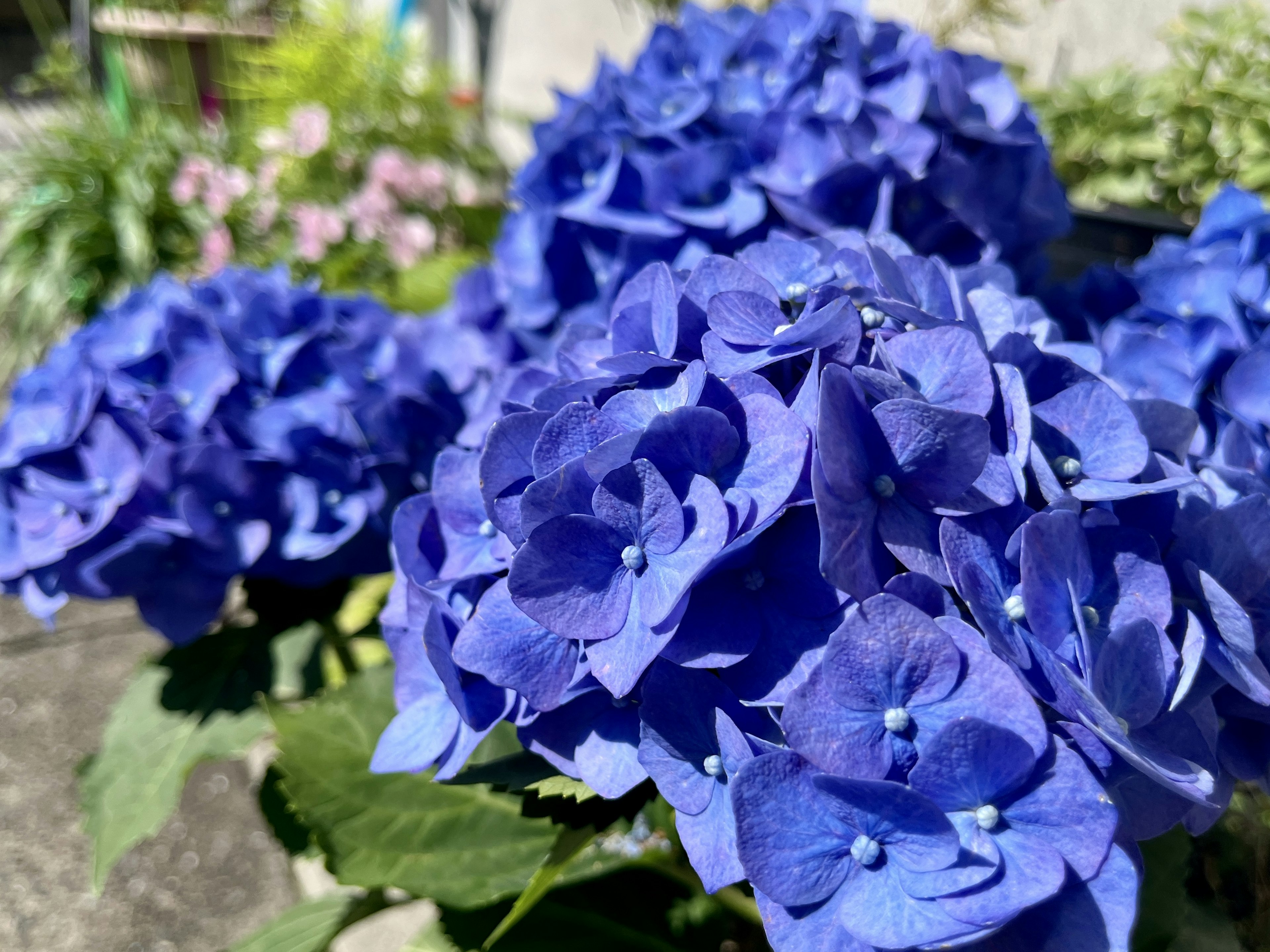 青い紫陽花の花が咲いている庭の風景