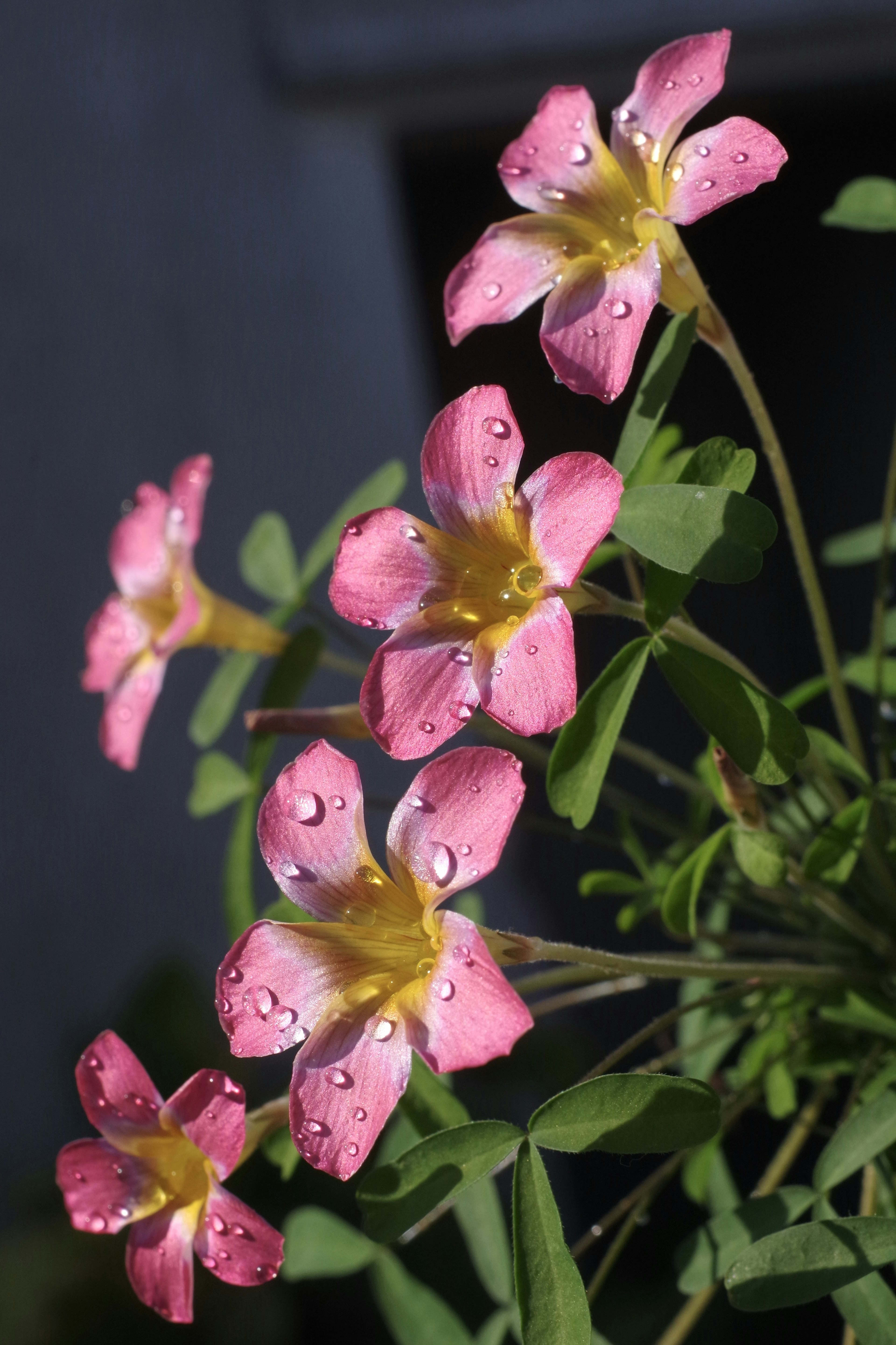 Primer plano de flores rosas con gotas de agua en una planta