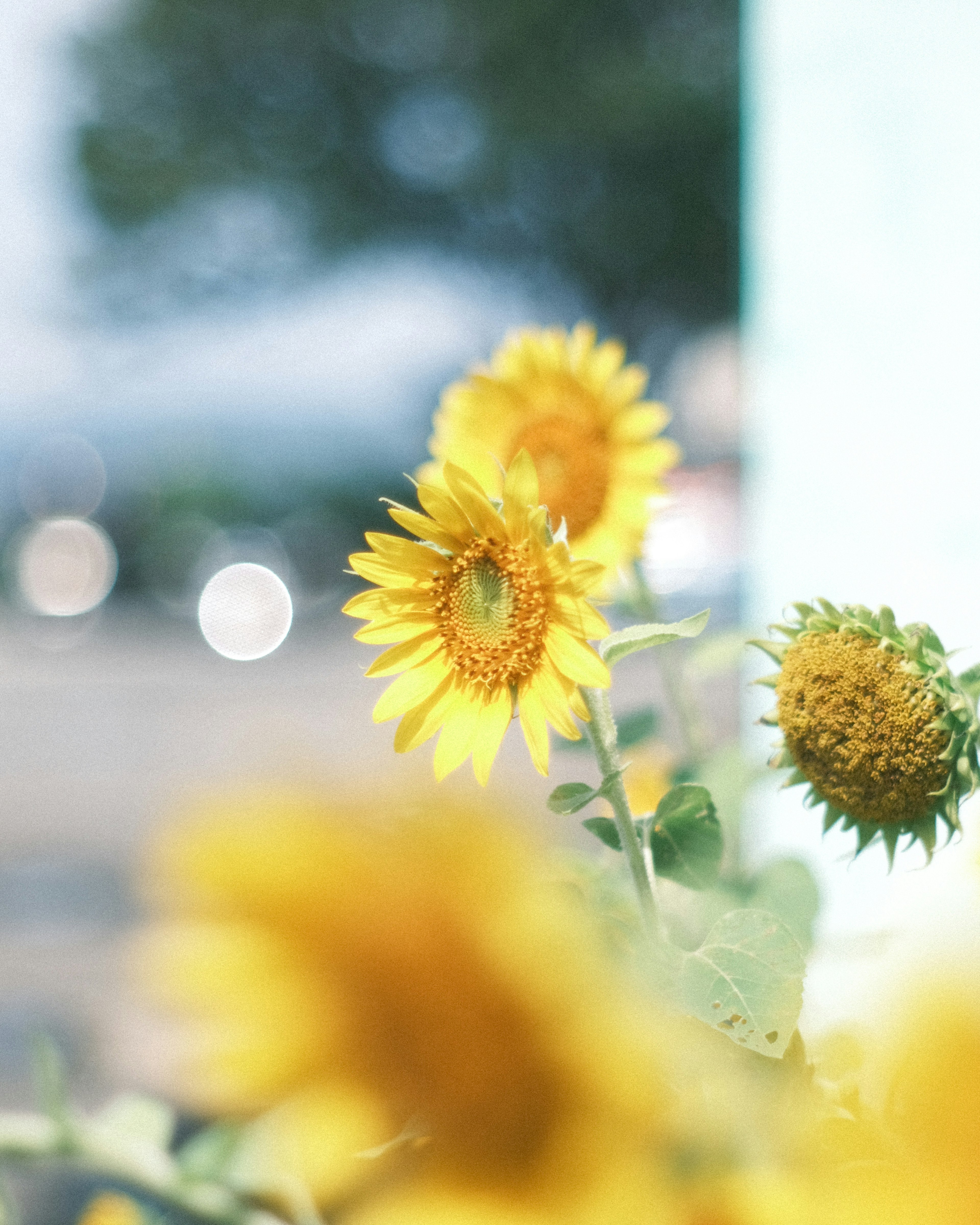 Girasoles vibrantes en flor con un fondo borroso