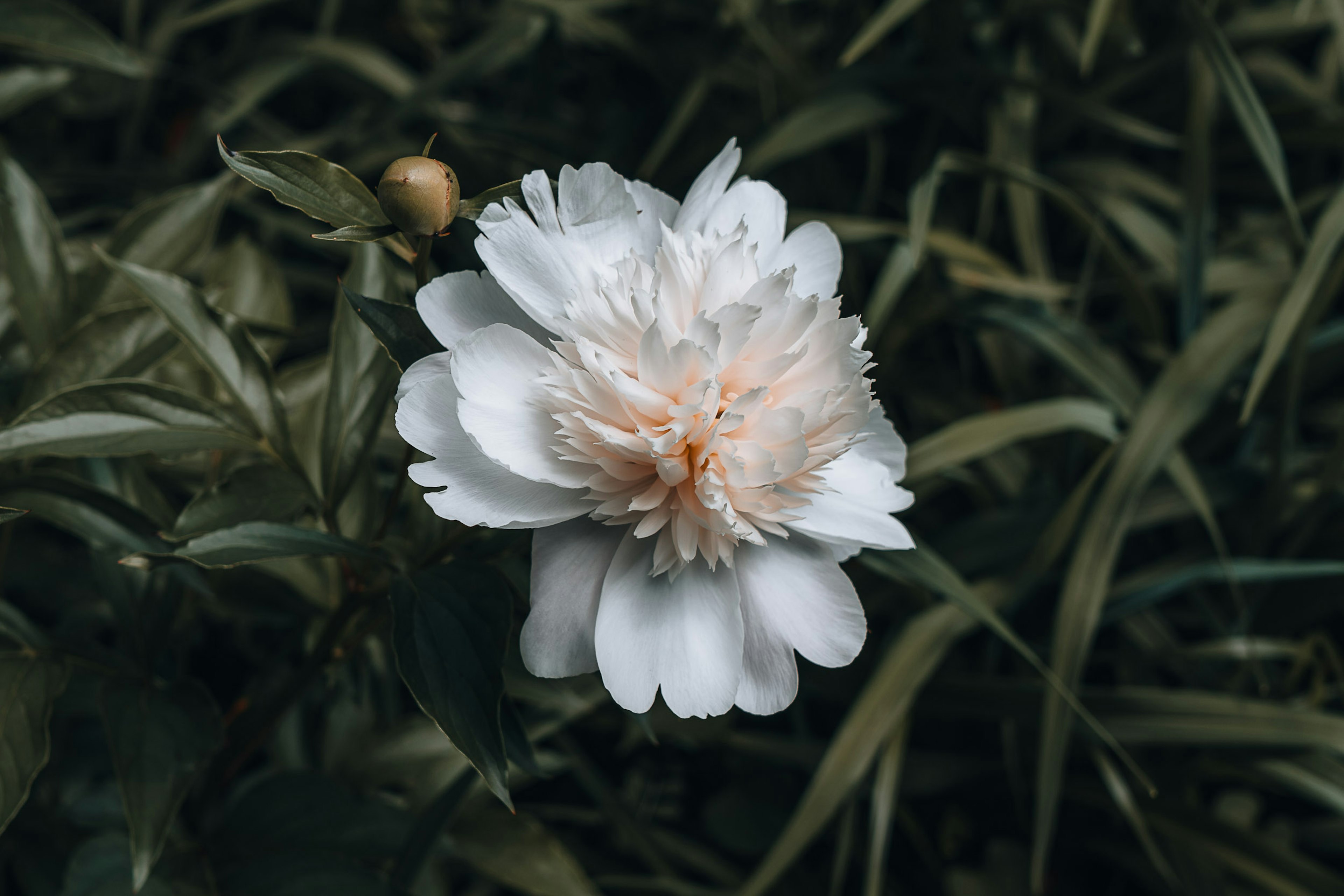 Eine weiße Blume umgeben von grünen Blättern