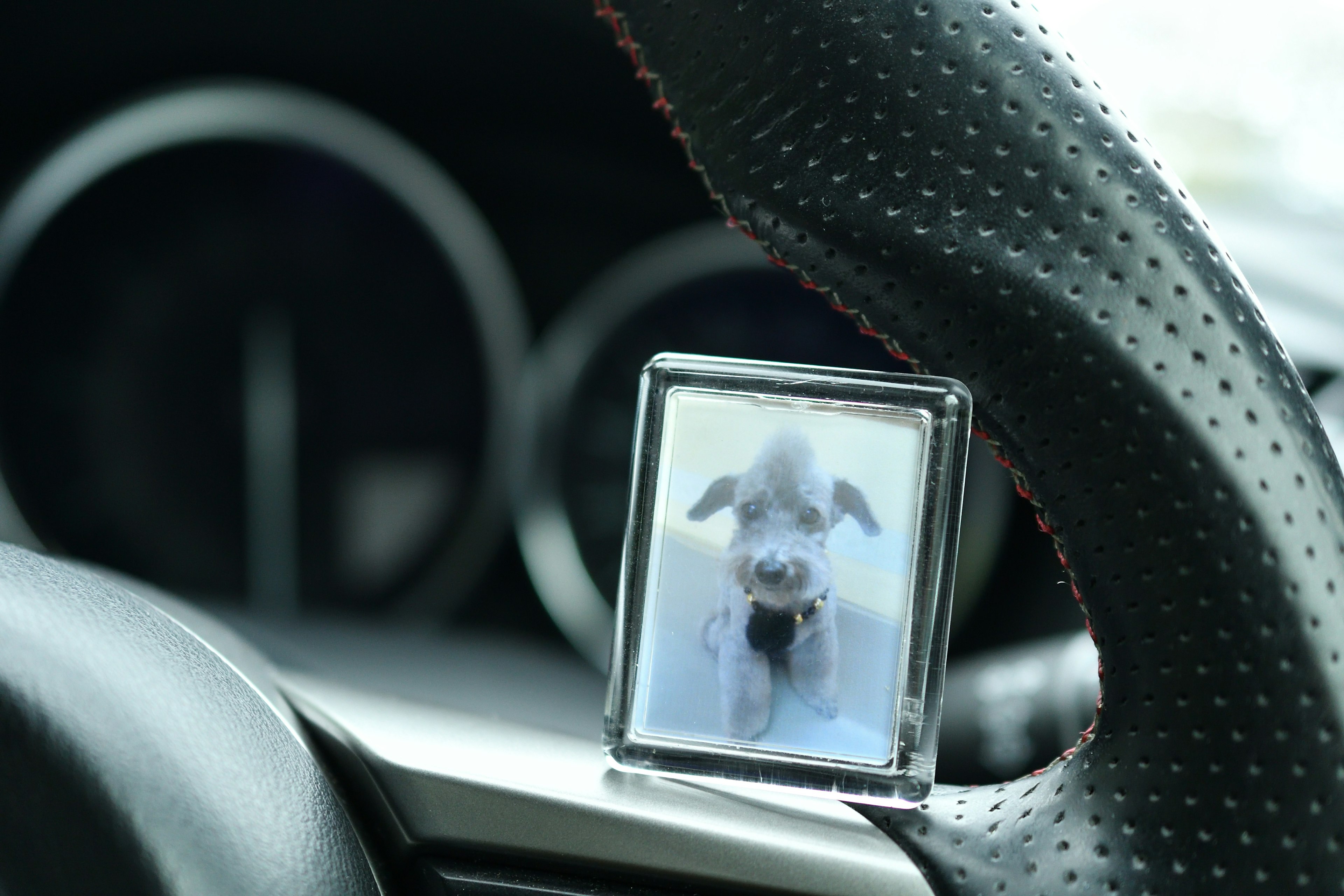 Una foto enmarcada de un perro colocada en el volante de un coche