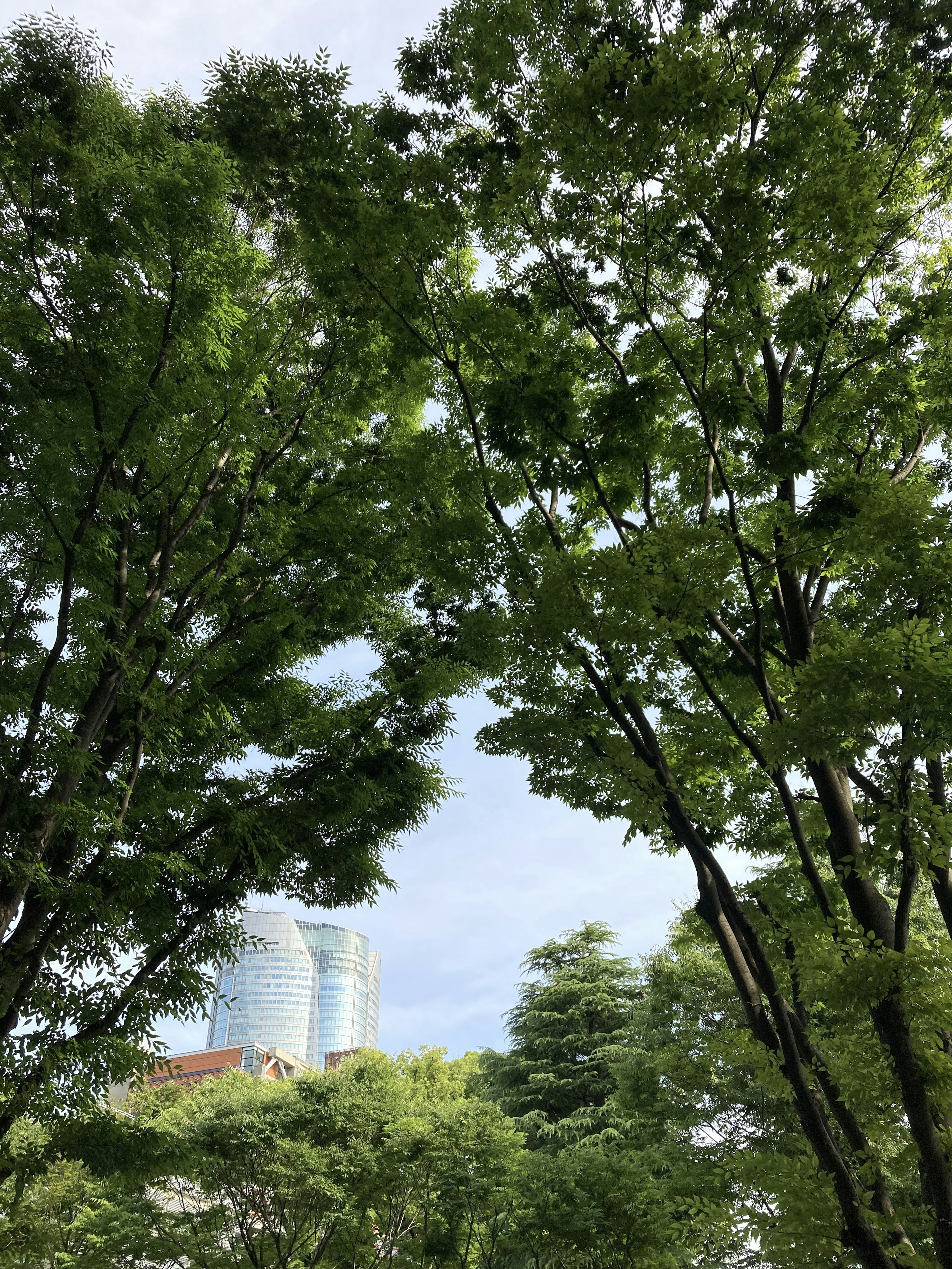 Lush green trees framing a glimpse of a high-rise building and blue sky