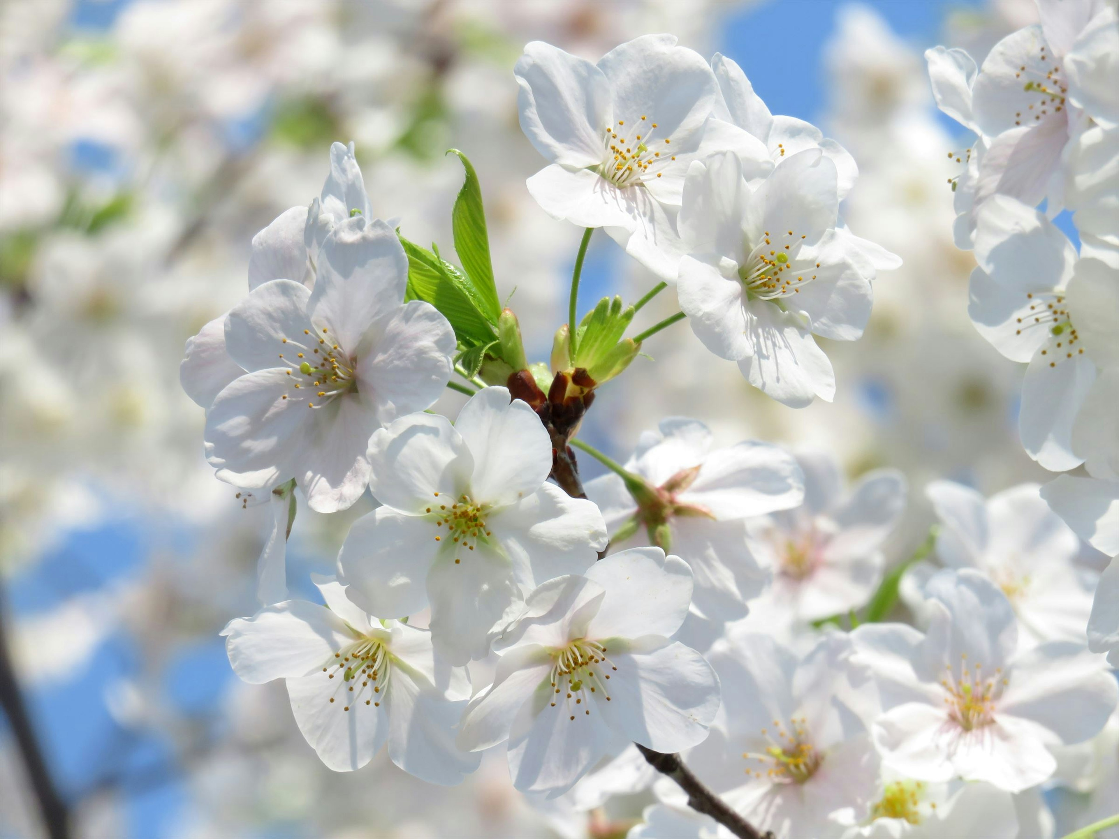 White cherry blossoms blooming under a blue sky