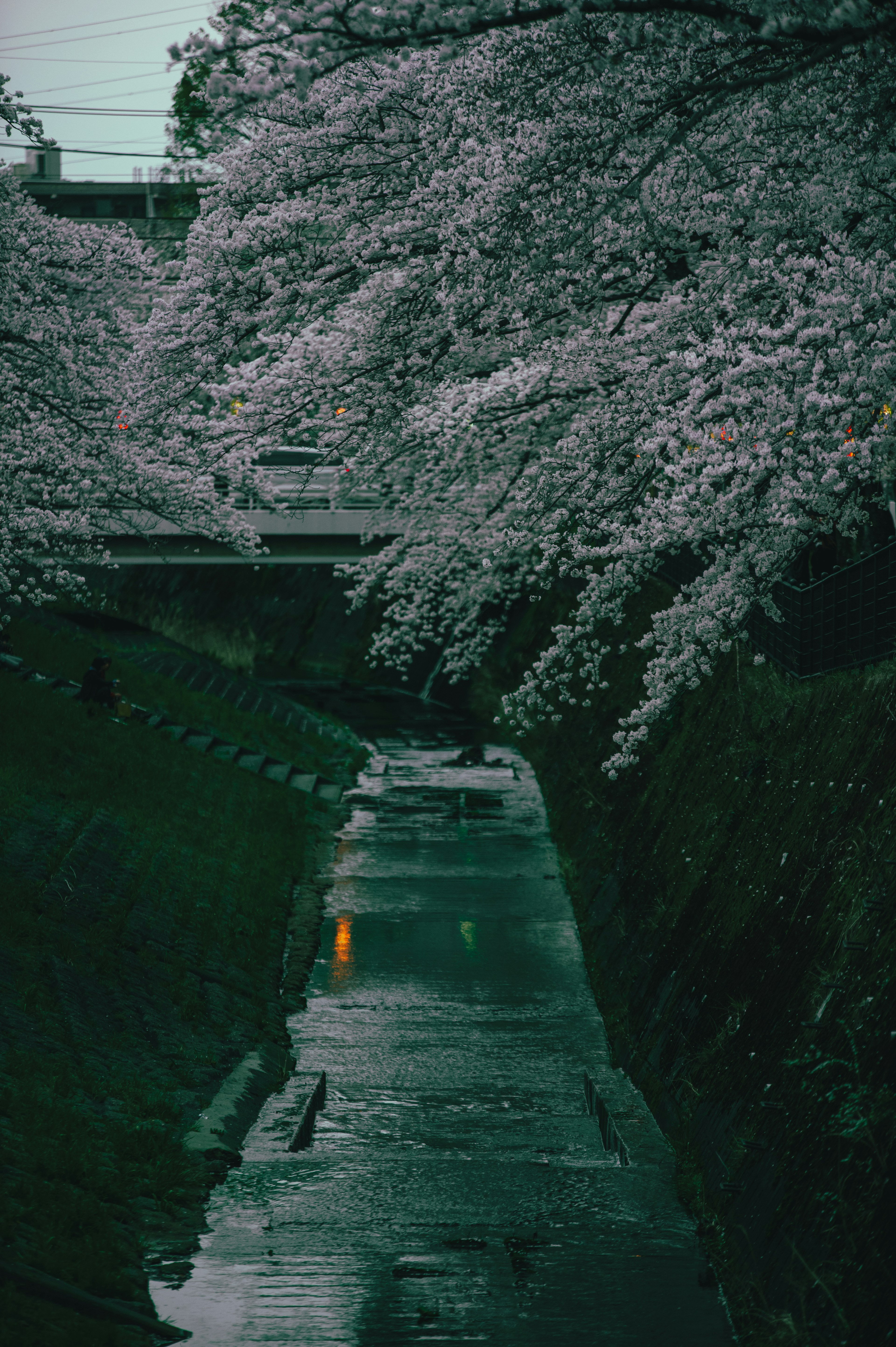 櫻花樹掩映下的小溪風景