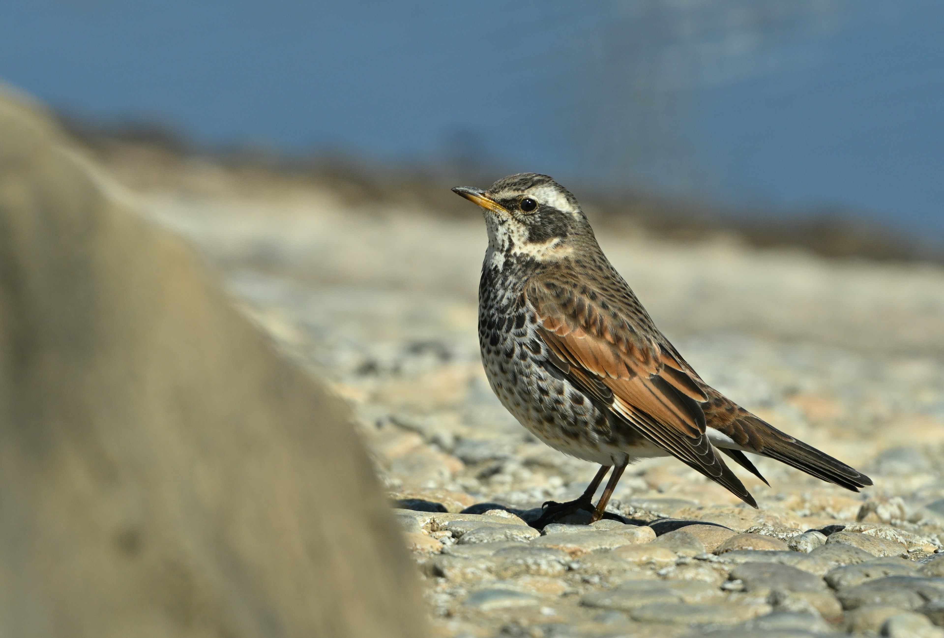 Photo en gros plan d'un oiseau debout sur le sol avec un arrière-plan flou de ciel bleu