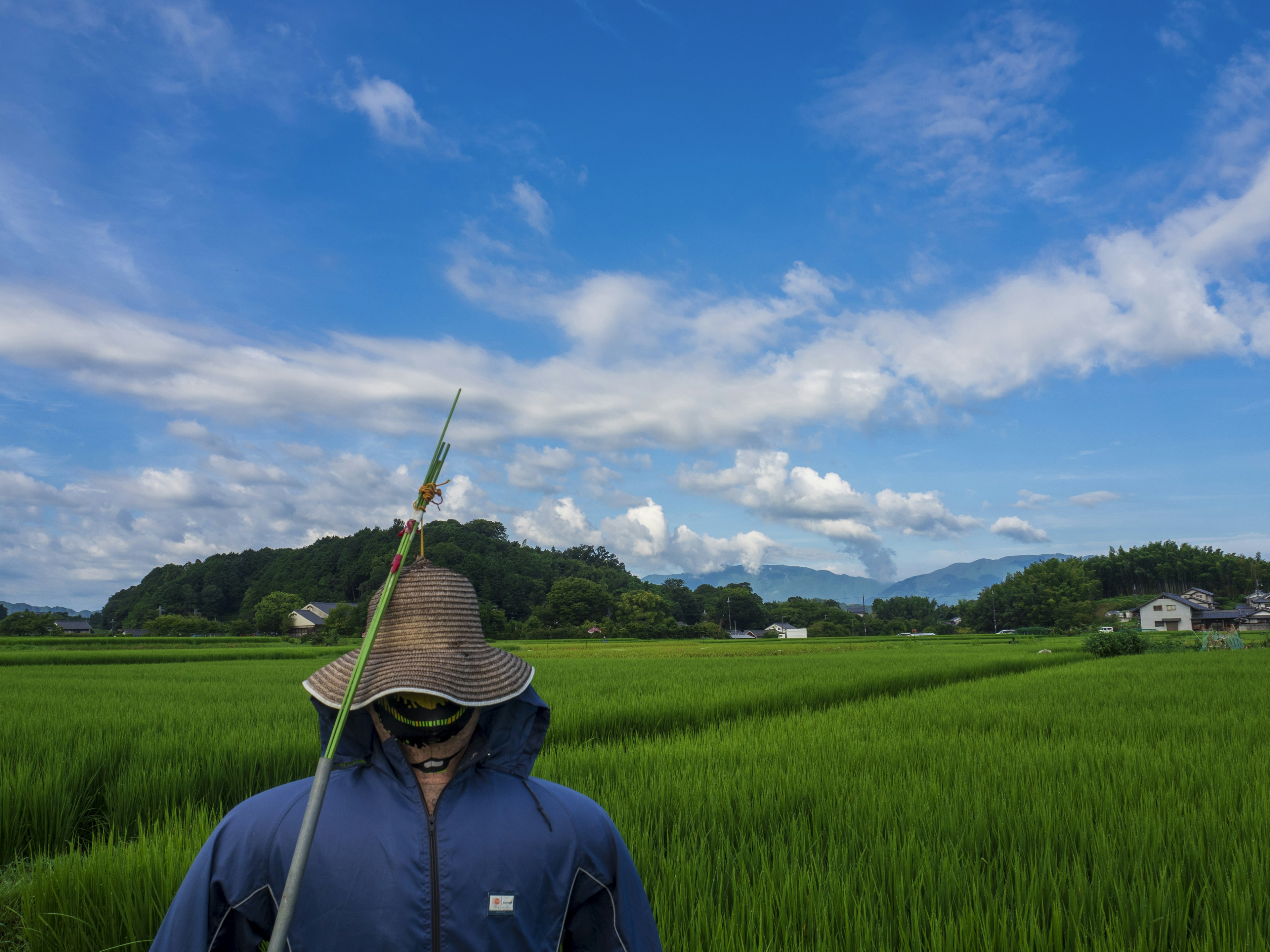 Un agriculteur se tenant dans un champ de riz sous un ciel bleu avec des nuages blancs