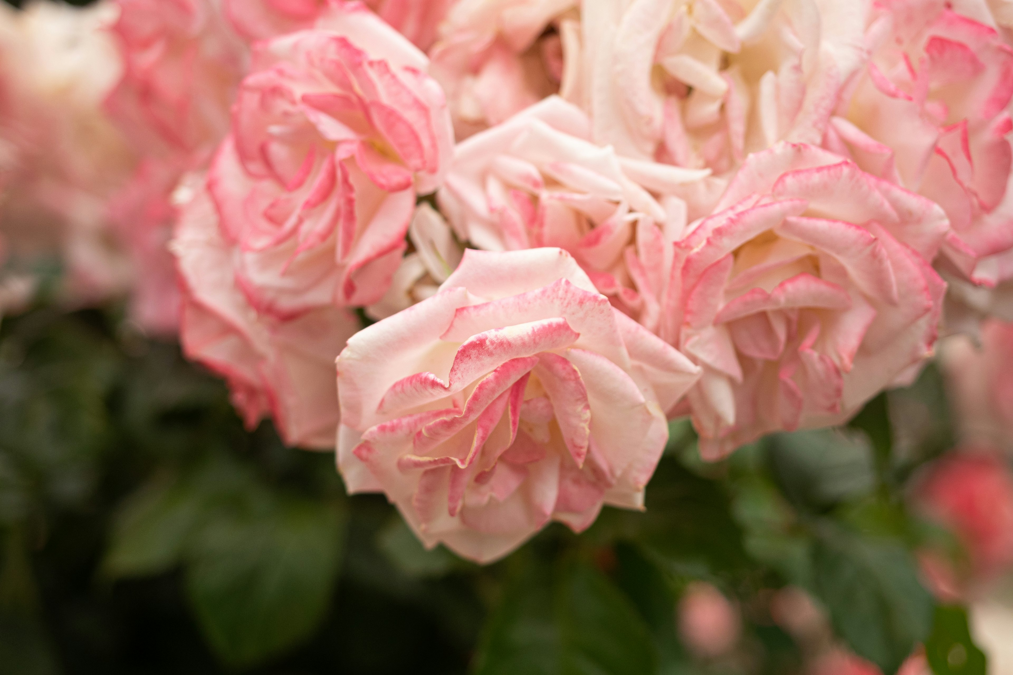 Primo piano di un bouquet di rose rosa chiaro