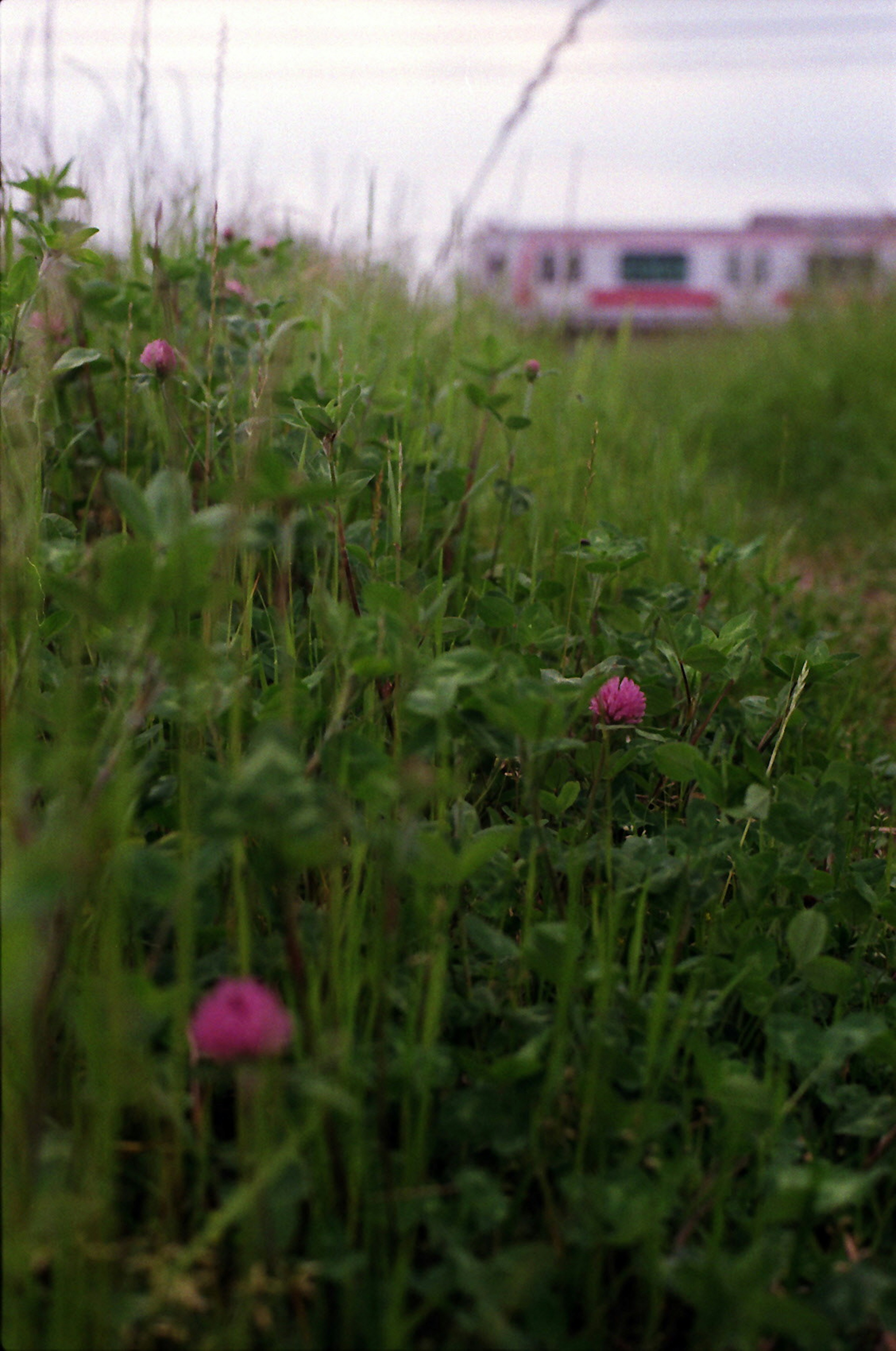 Landscape with pink flowers among green grass