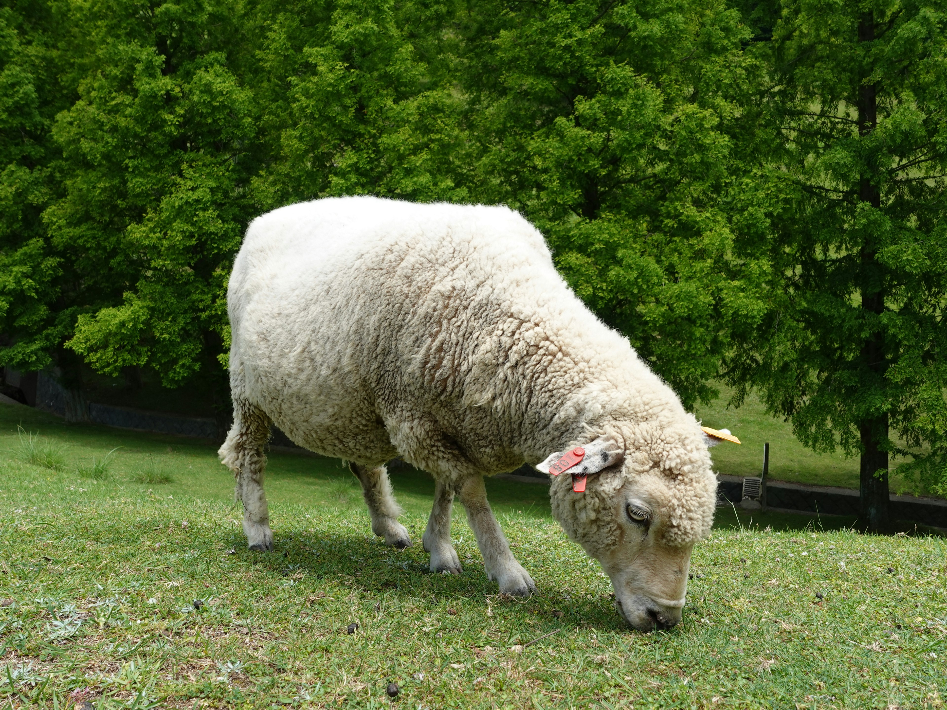 Sheep grazing on grass with green trees in the background