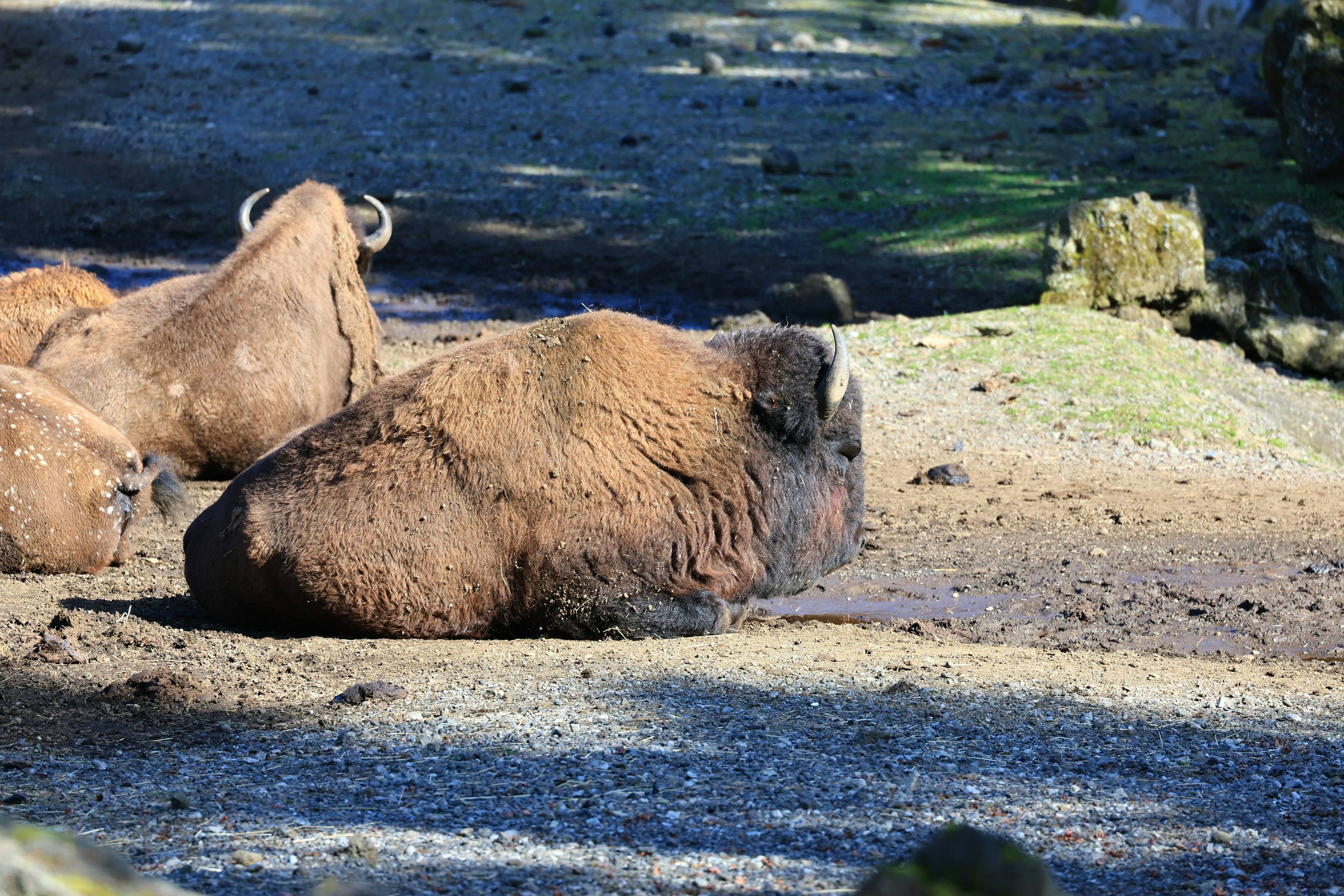 Una manada de bisontes salvajes descansando en la hierba