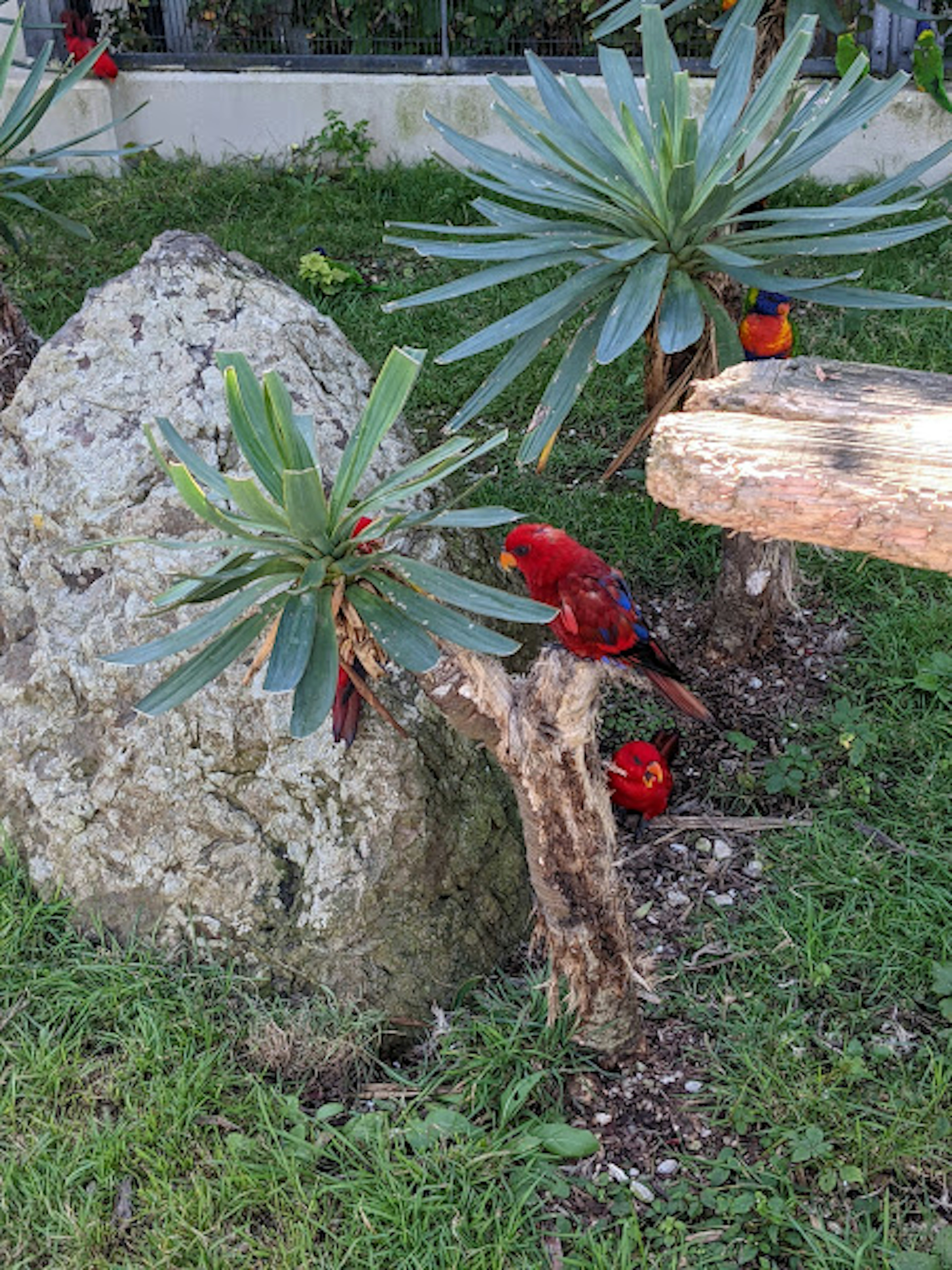 Rote Vögel in der Nähe von tropischen Pflanzen und einem großen Stein