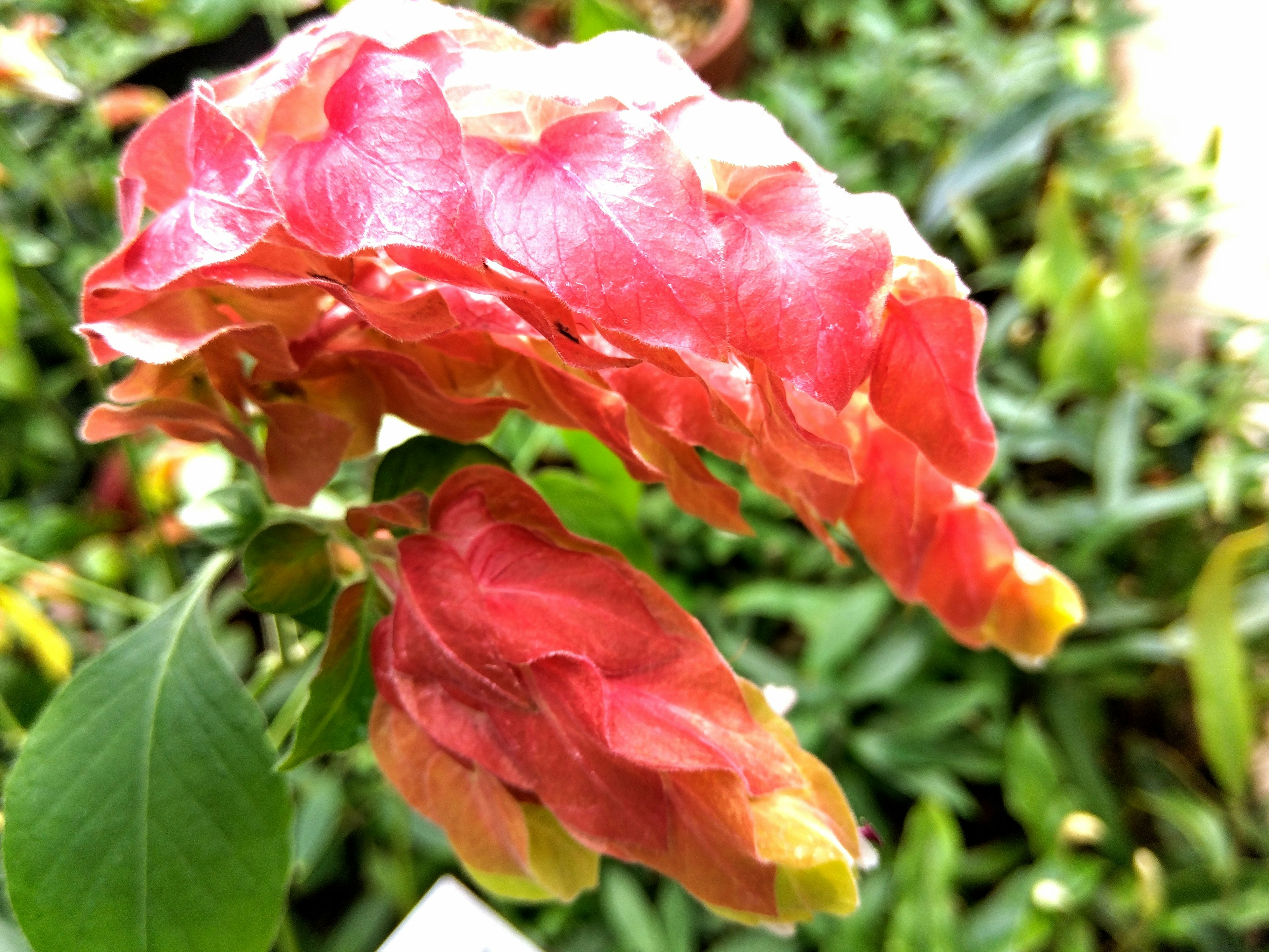 特写的植物，拥有鲜艳的红色花瓣