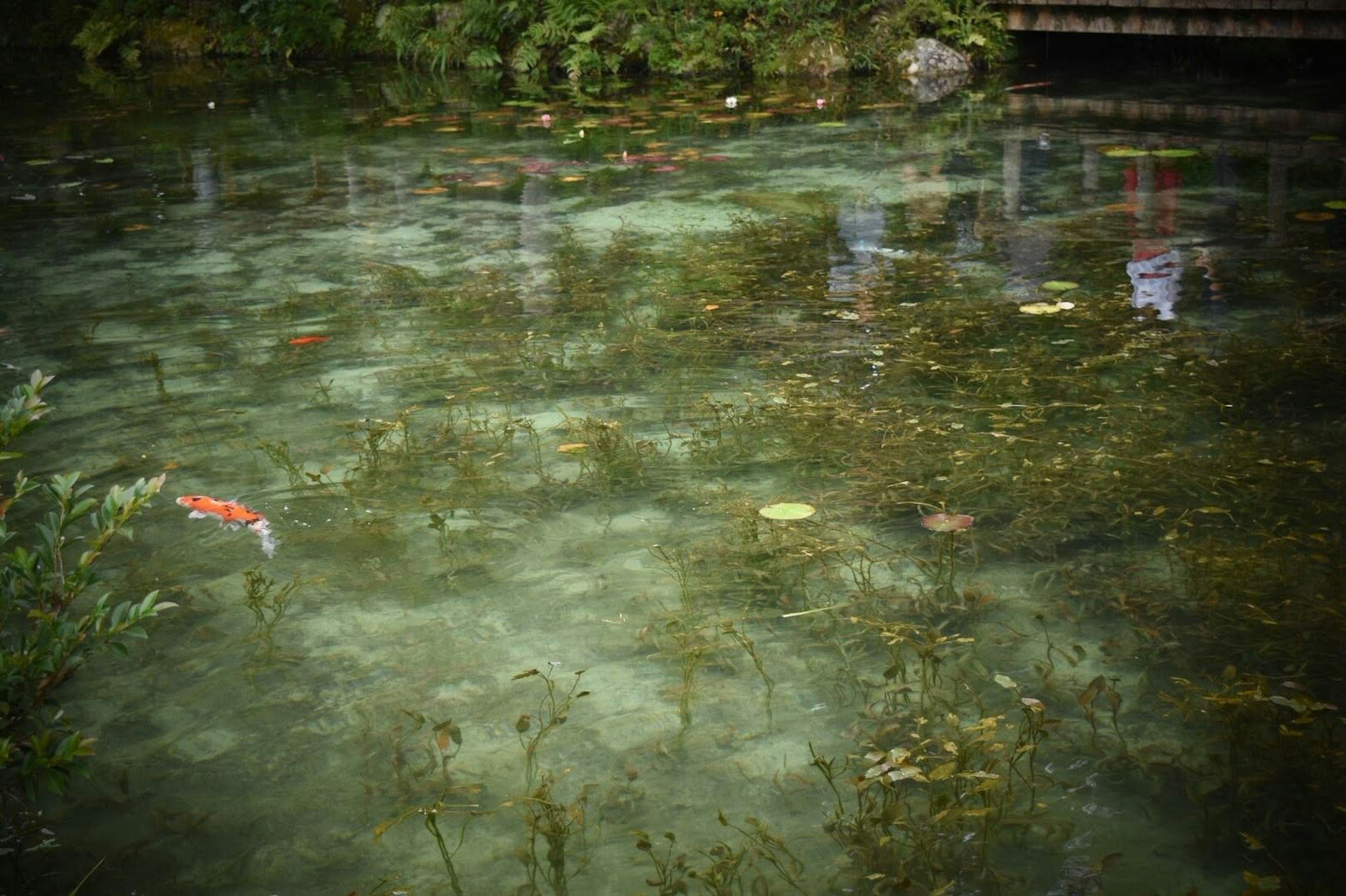 清澈的水面上漂浮着绿色水生植物和五彩斑斓的锦鲤