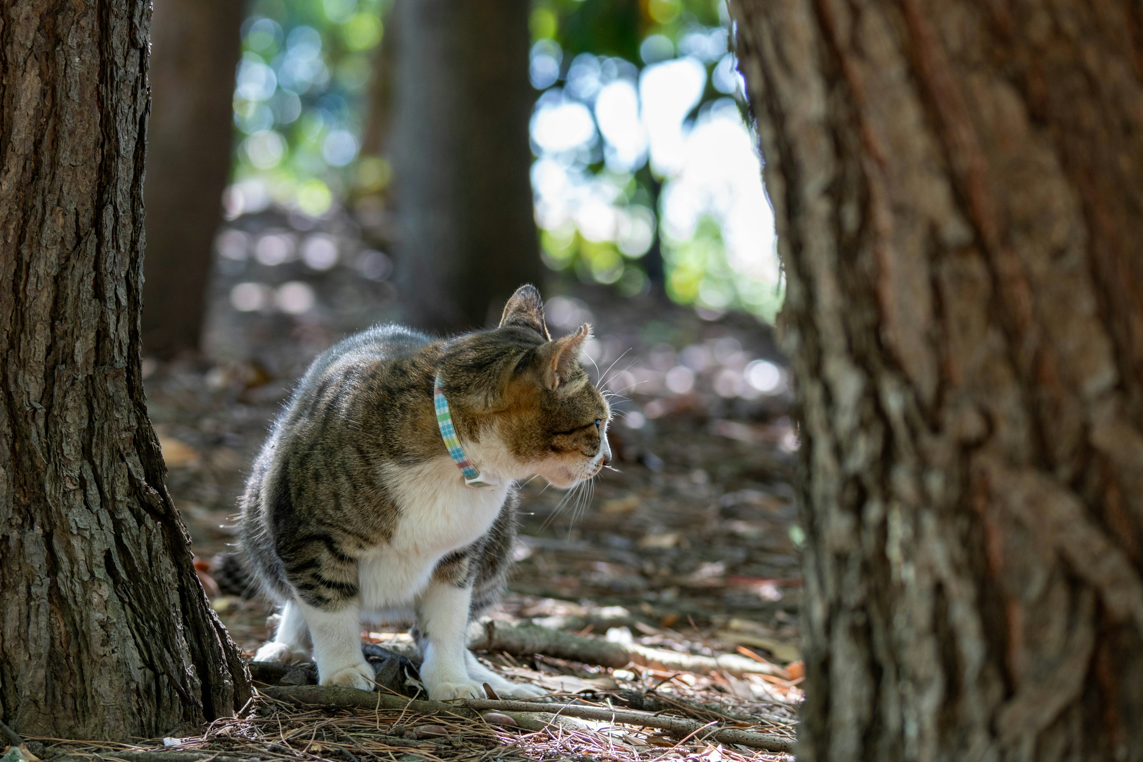 Gato explorando entre árboles en un bosque