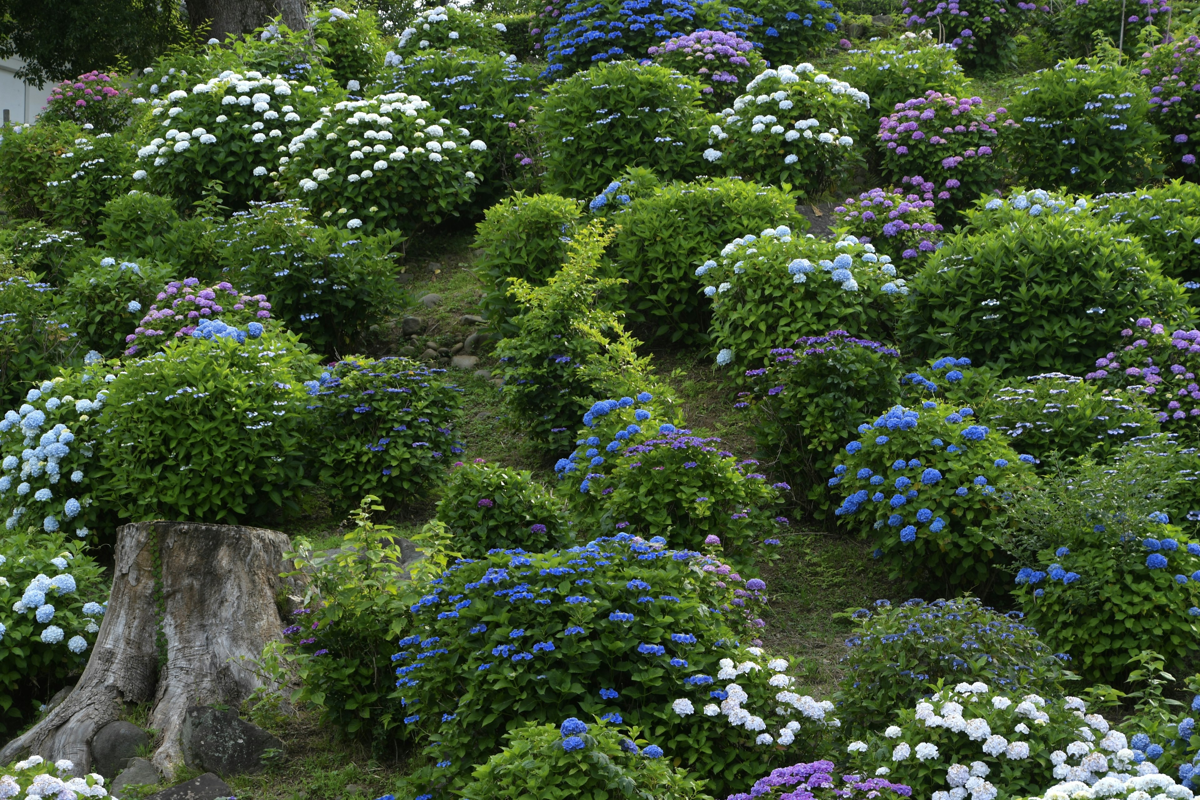 Hortensias vibrantes floreciendo en una colina