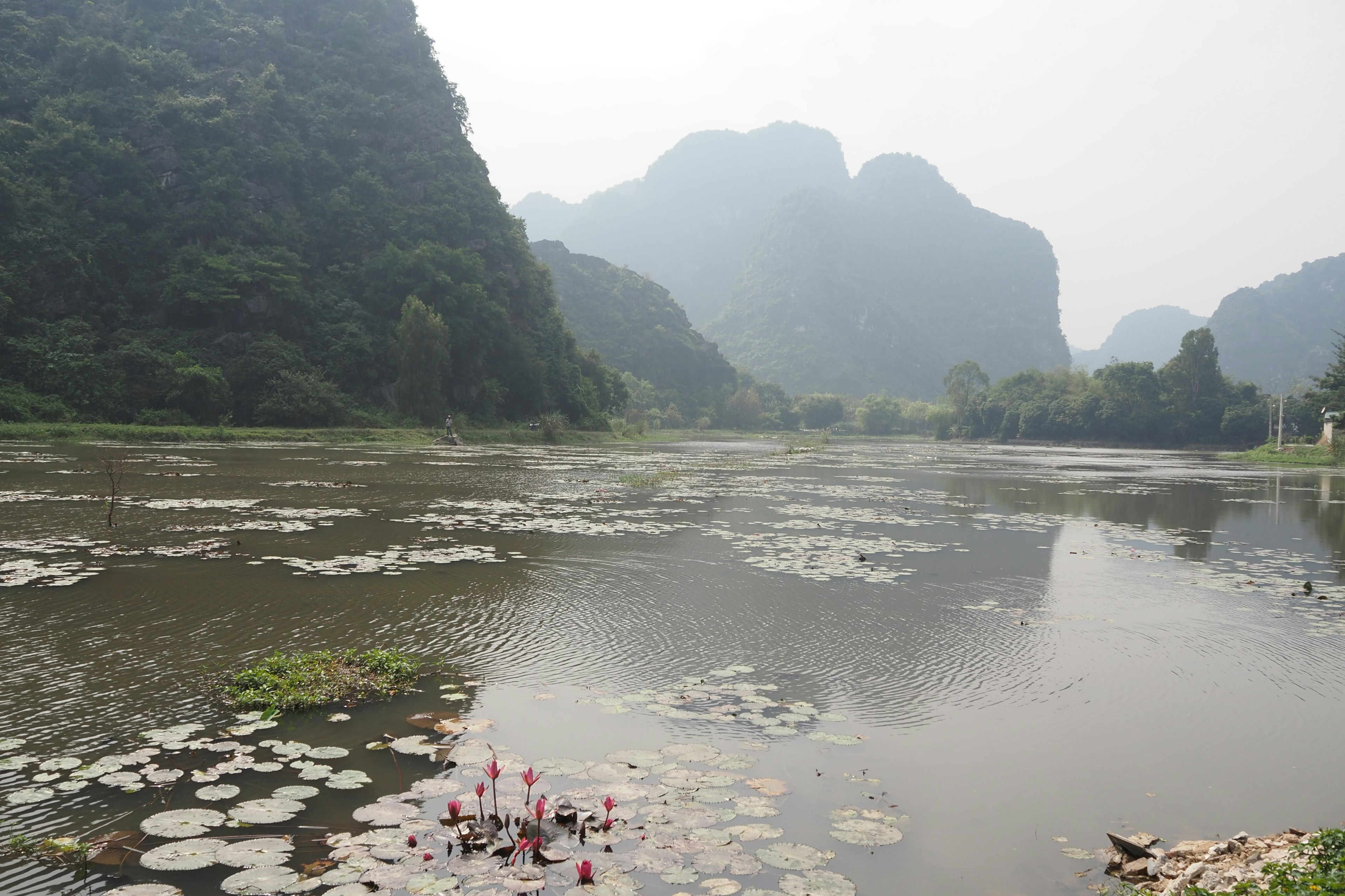 寧靜的湖泊和霧氣籠罩的山脈背景水面漂浮著睡蓮