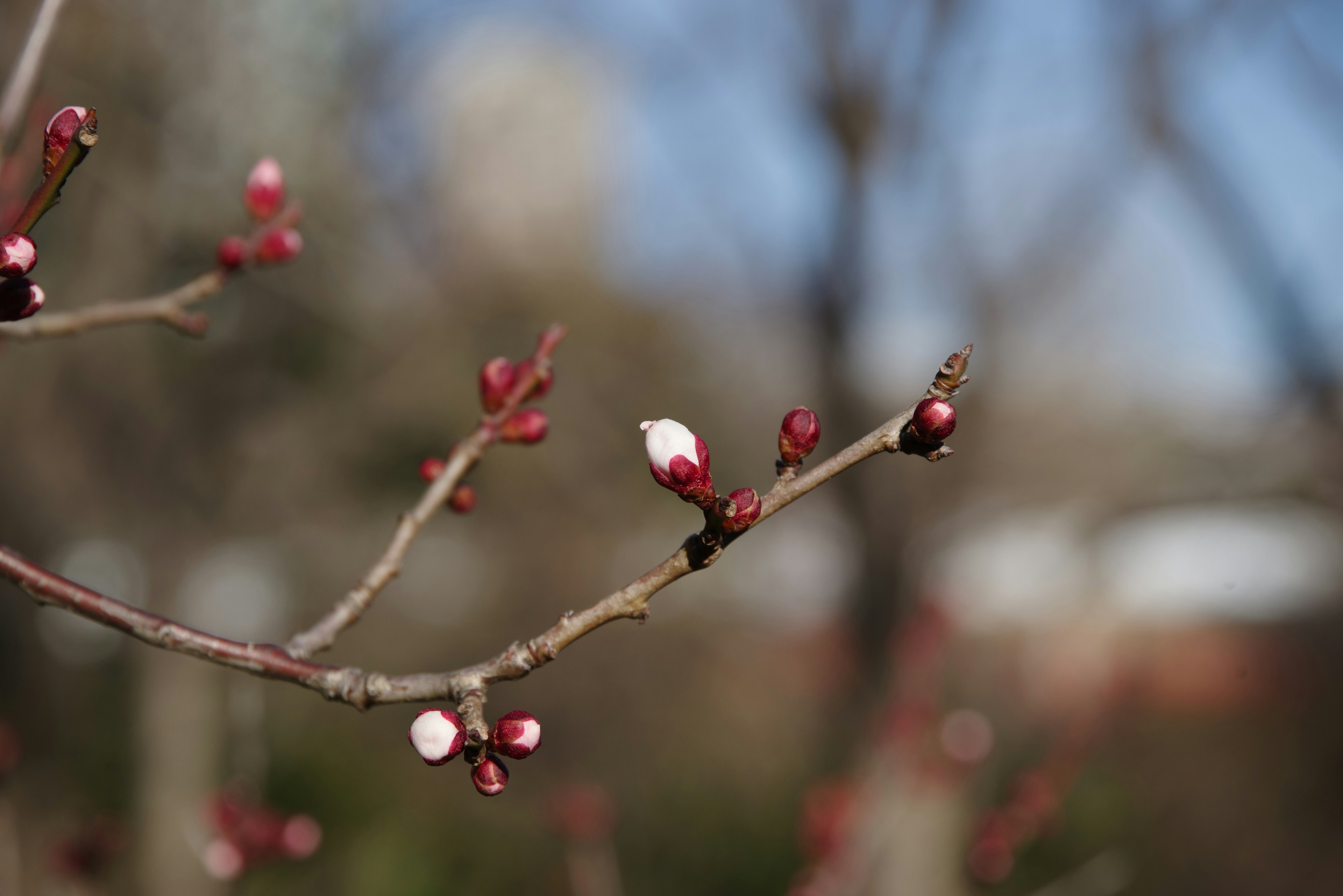 Gros plan sur une branche avec des bourgeons rouges