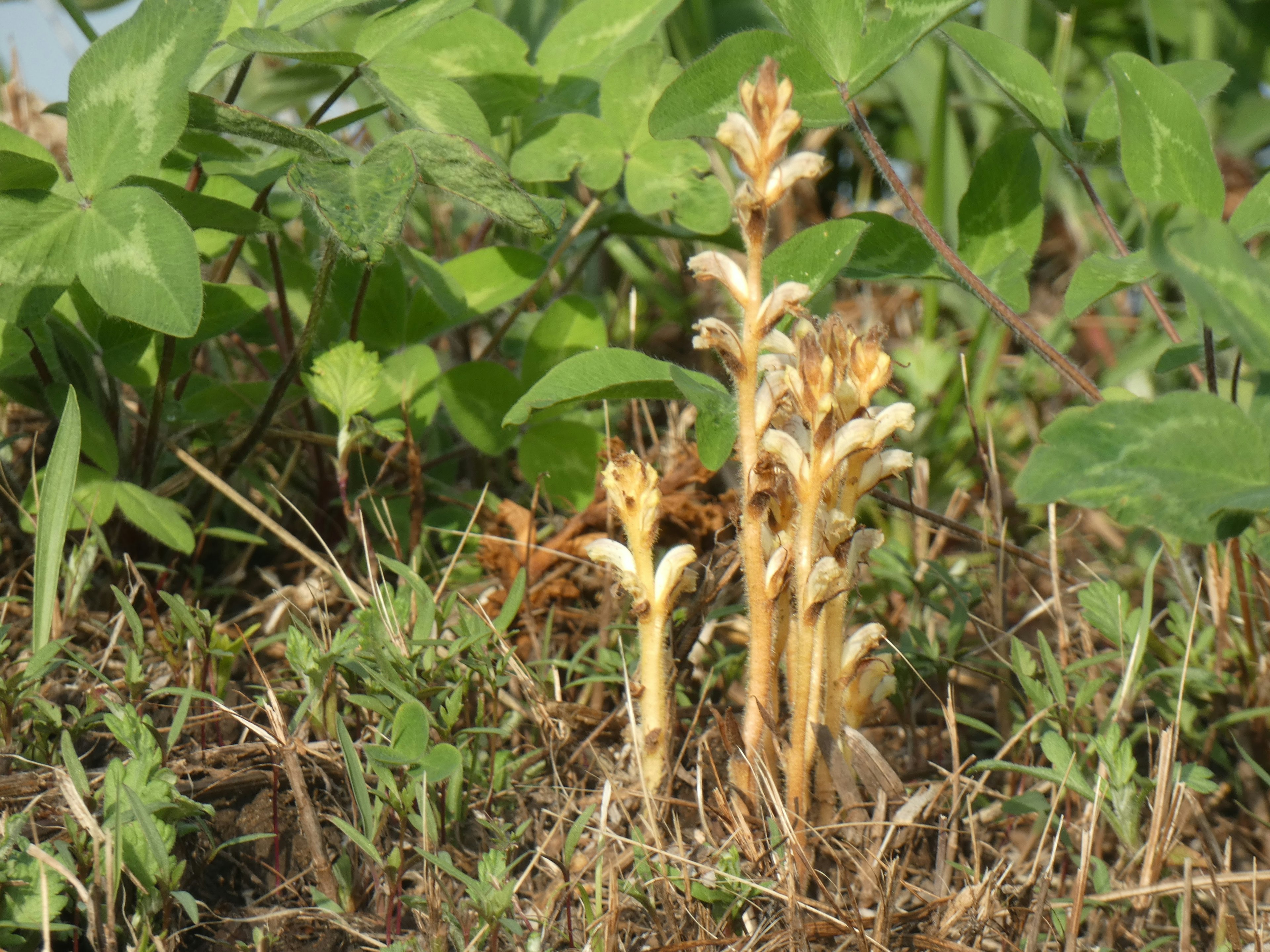 地面から生えている複数の金色の植物がある風景