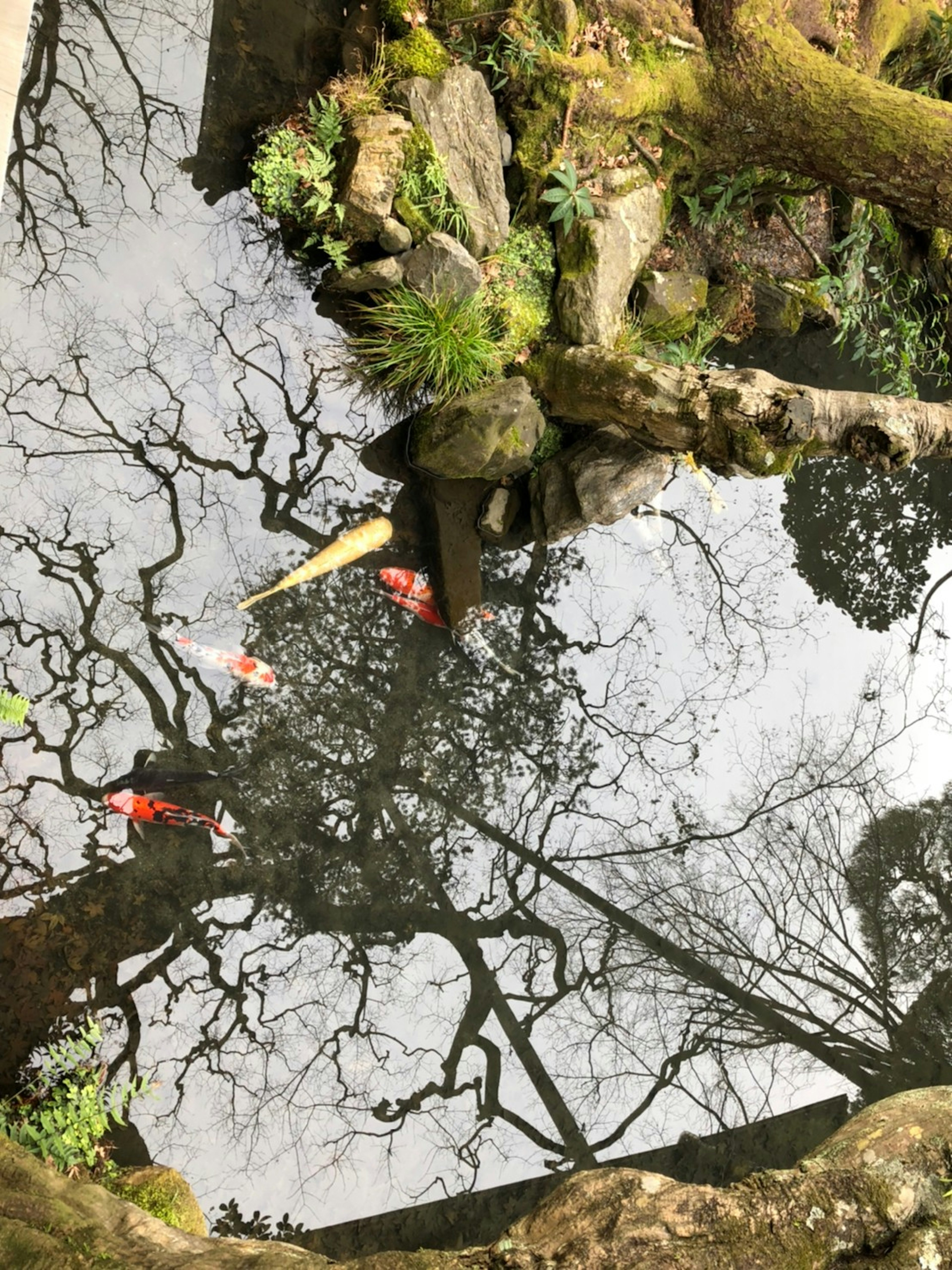 Refleksi pohon di kolam tenang dengan ikan koi berwarna-warni