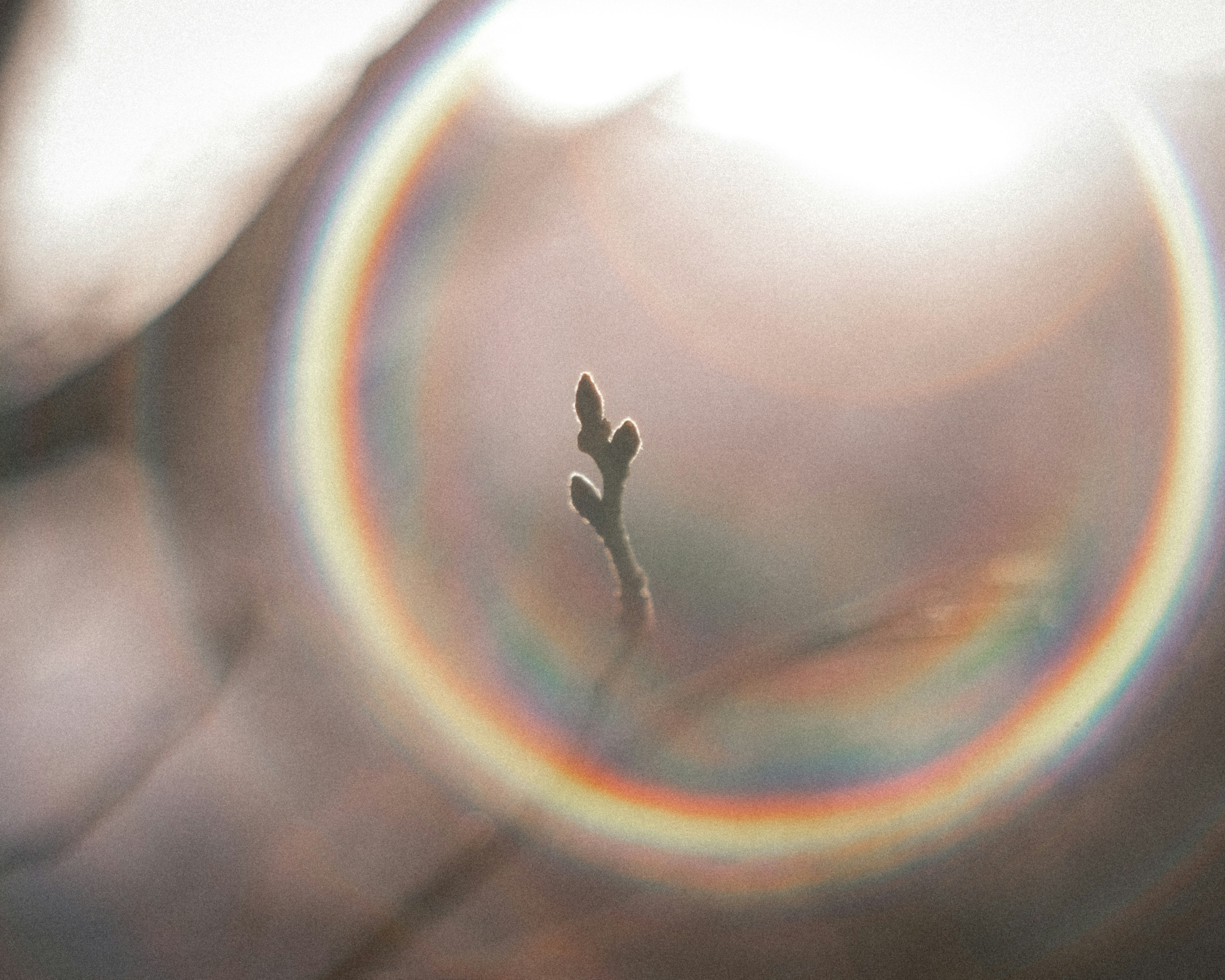 Un piccolo germoglio visibile all'interno di un cerchio di luce