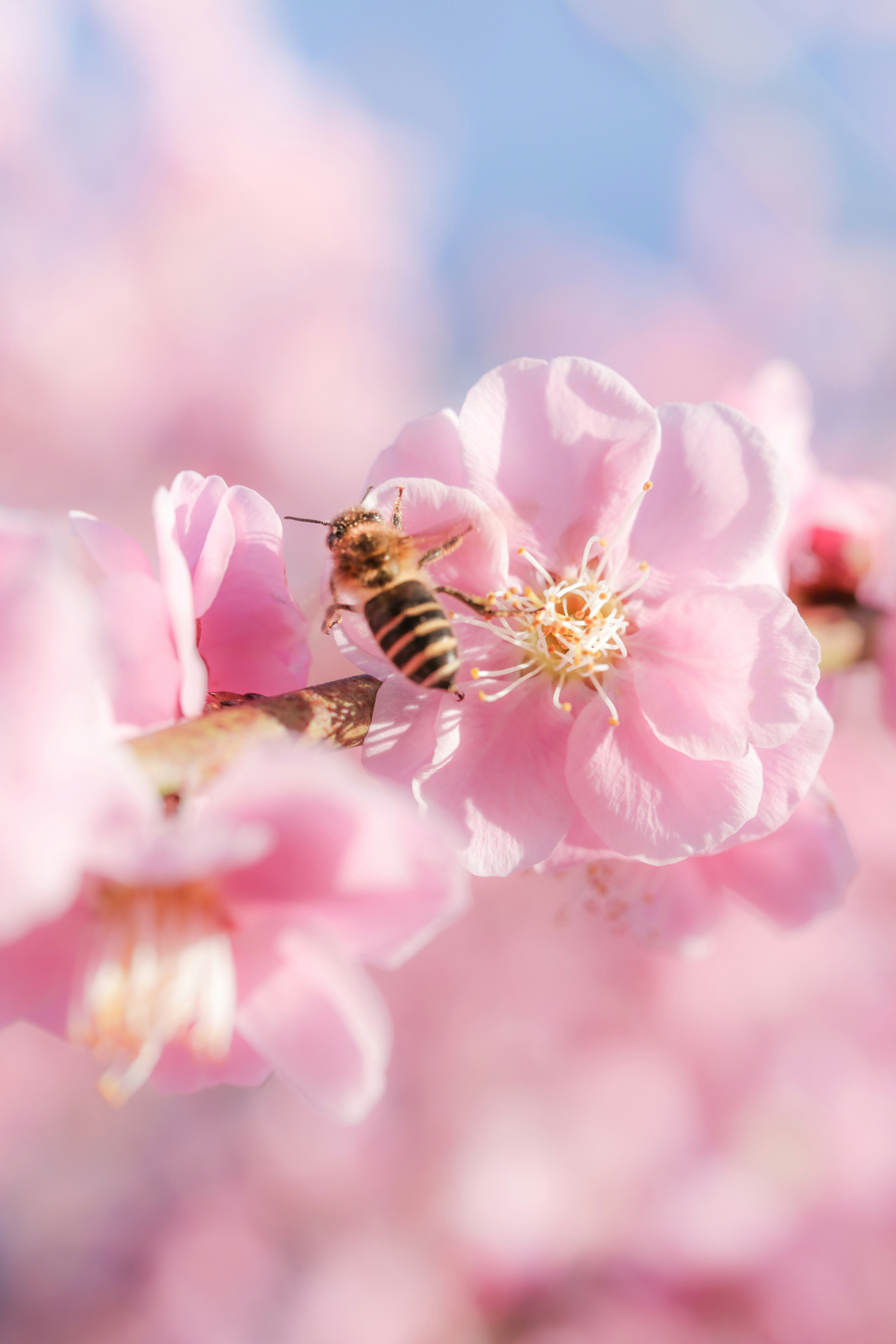 桜の花にとまる蜜蜂のクローズアップ写真