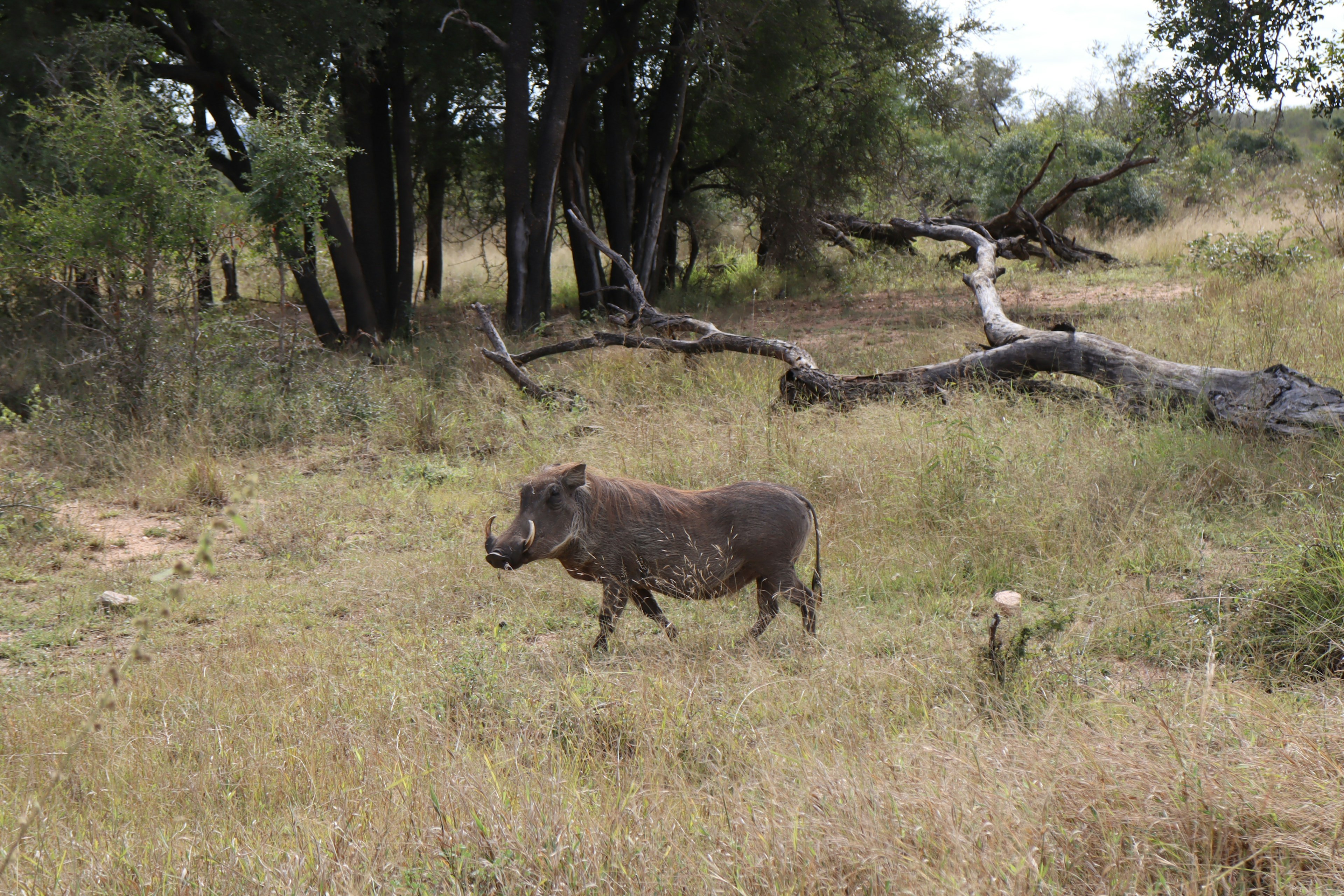 Babi runcing berjalan di padang savana