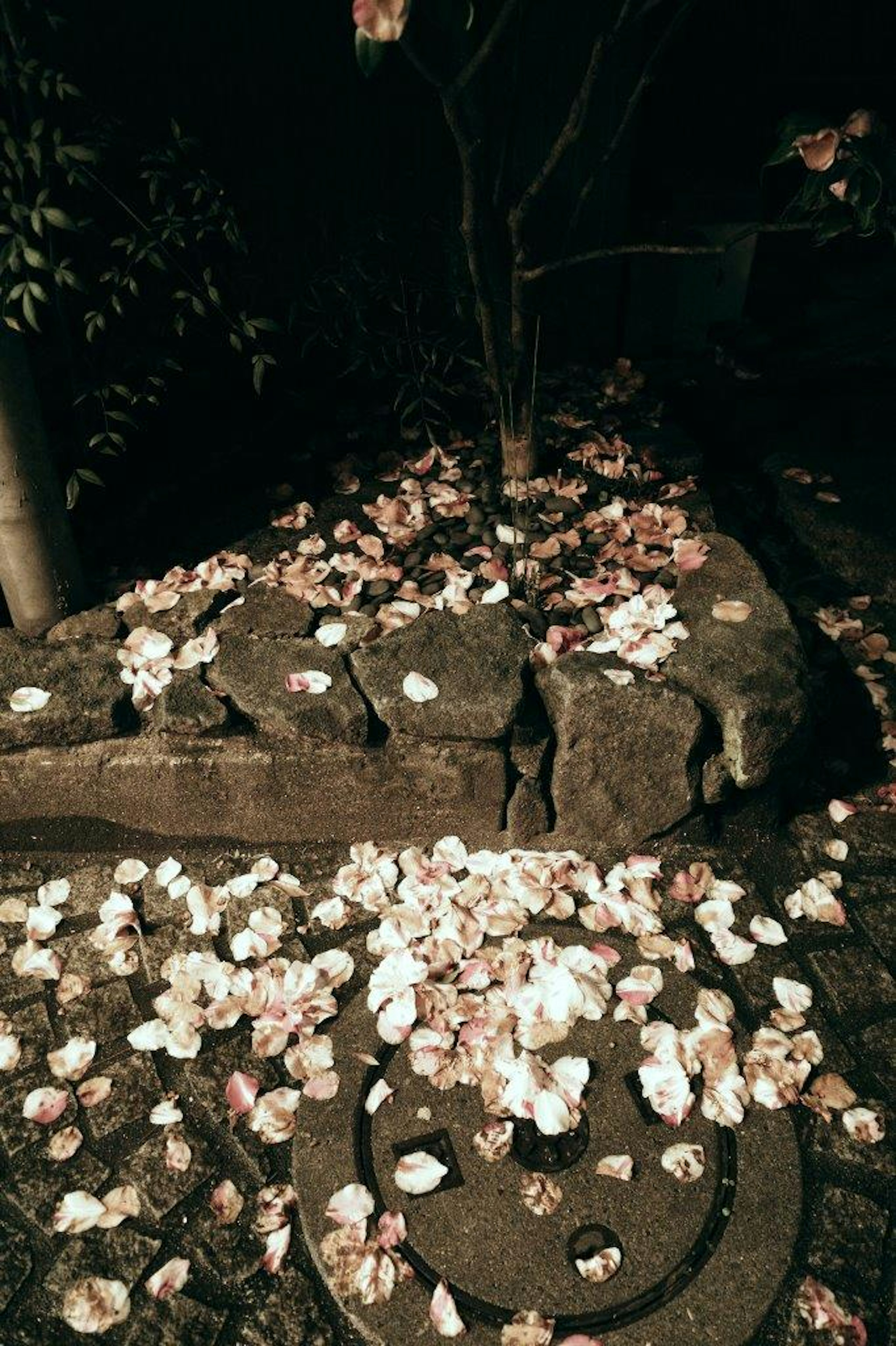 Petals scattered on the ground in a night garden