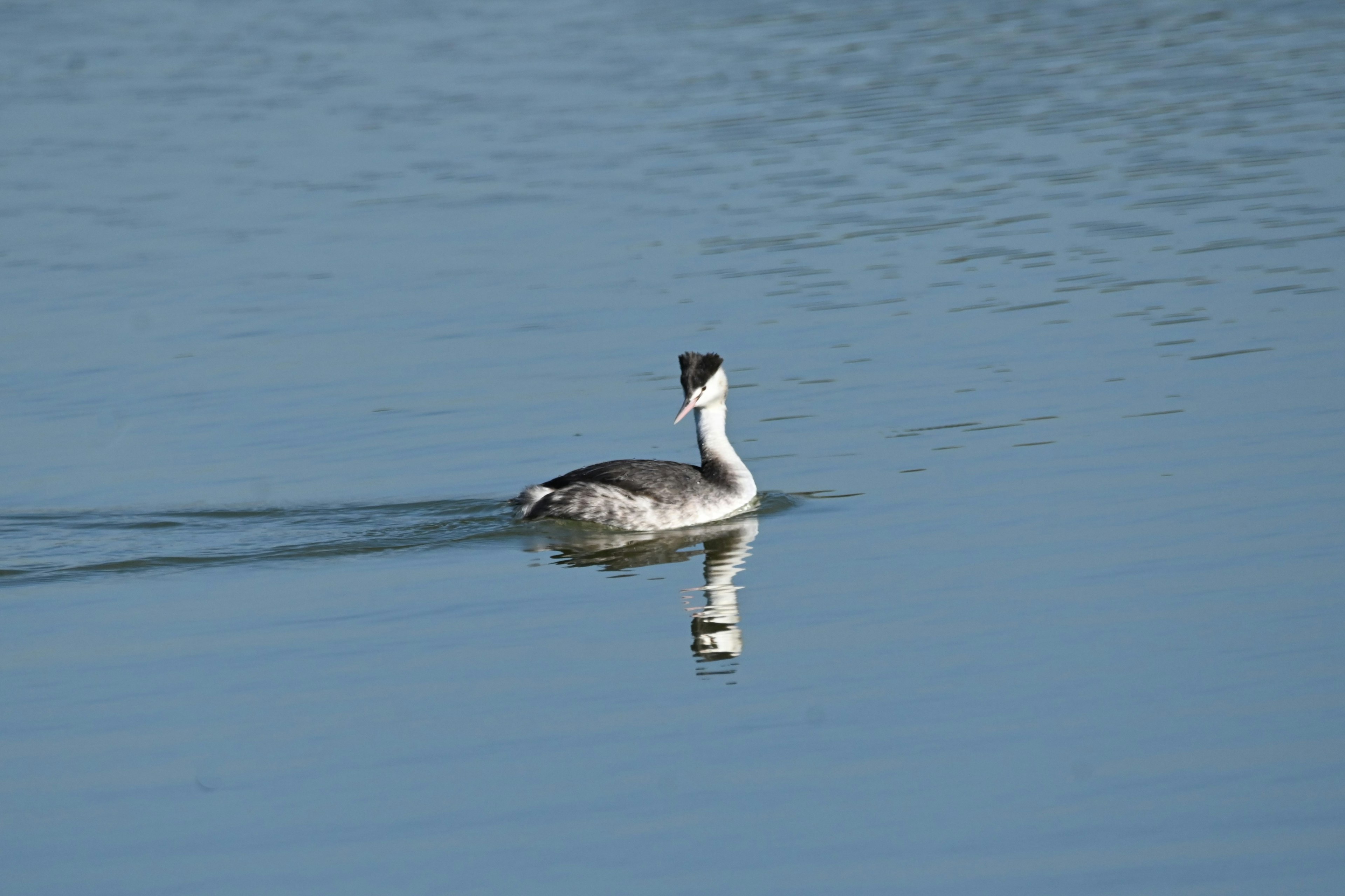 Un grèbe nageant sur une surface d'eau calme