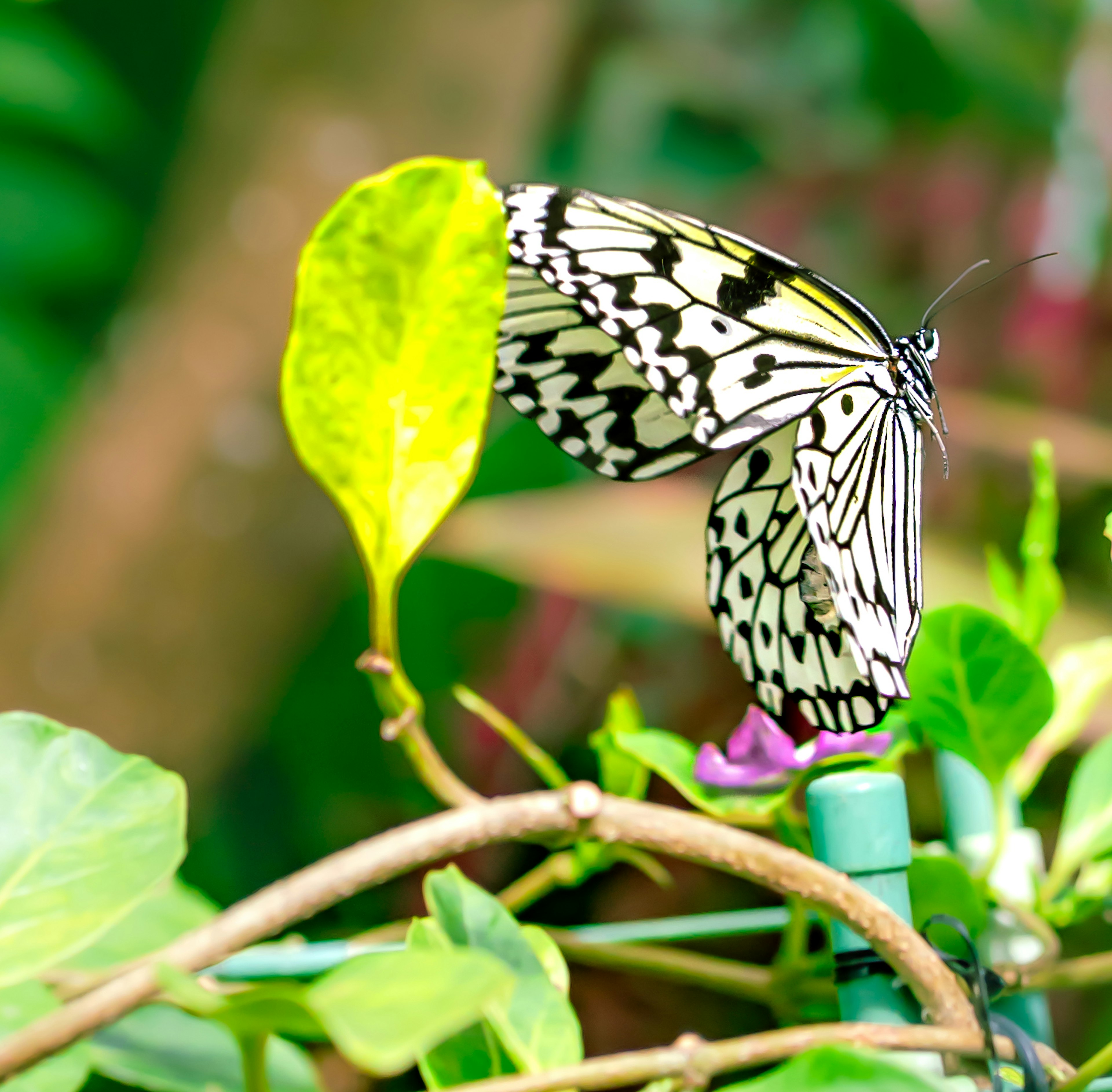 Un papillon à motifs noirs et blancs posé sur une feuille