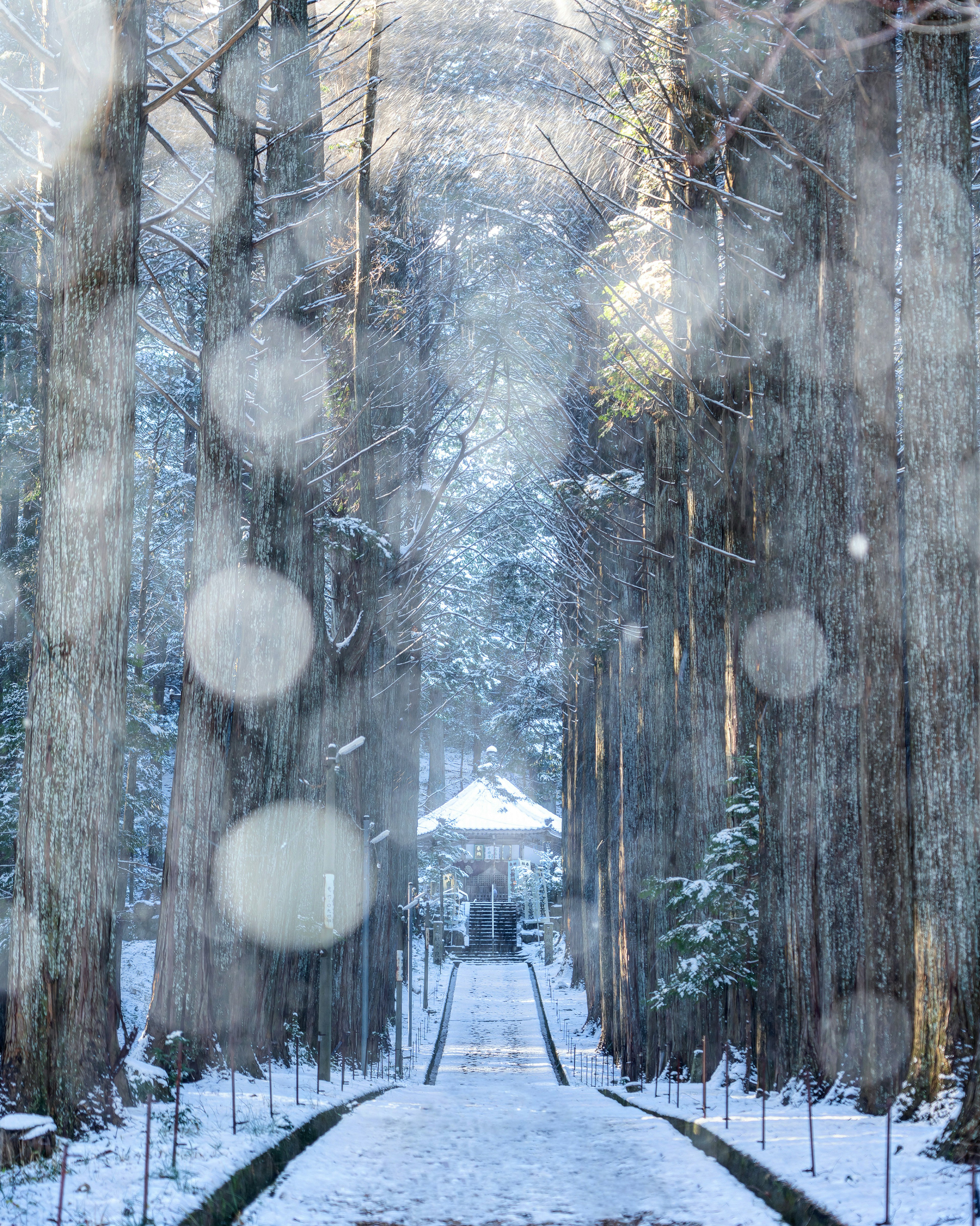 雪に覆われた森の小道と背景にある小屋