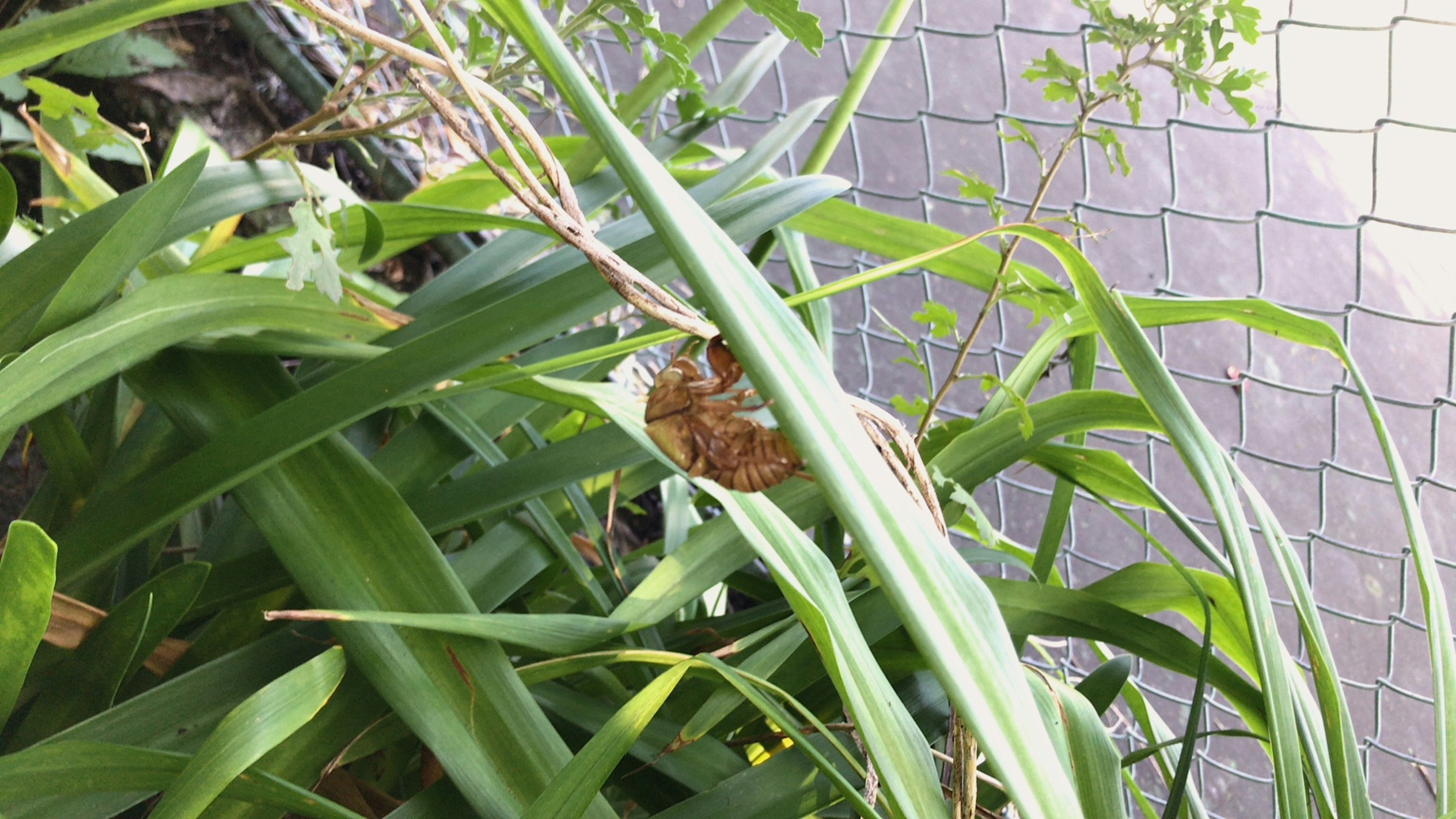 Kleine Kreatur versteckt zwischen grünen Blättern