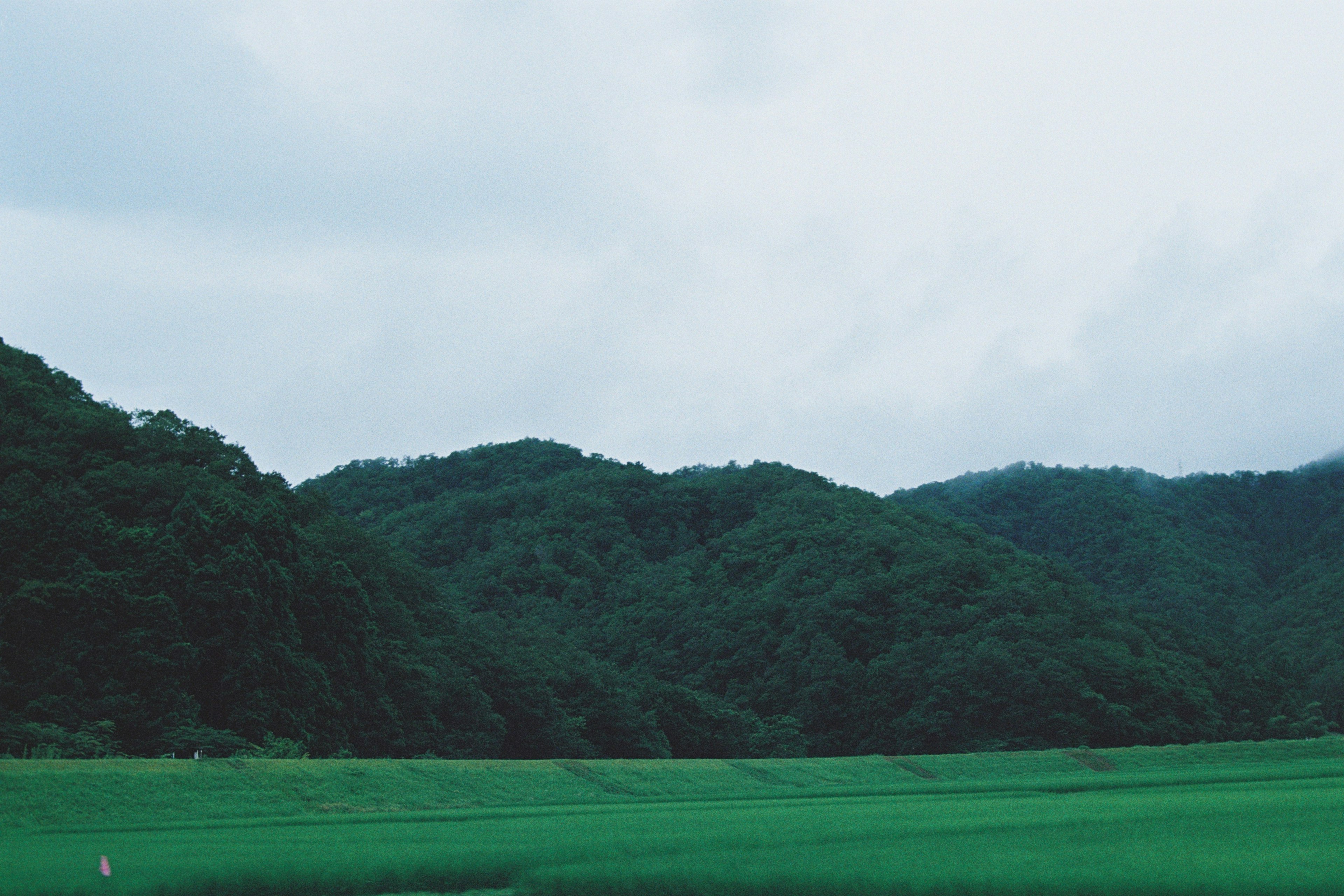 Lush green rice fields with rolling green hills under a cloudy sky