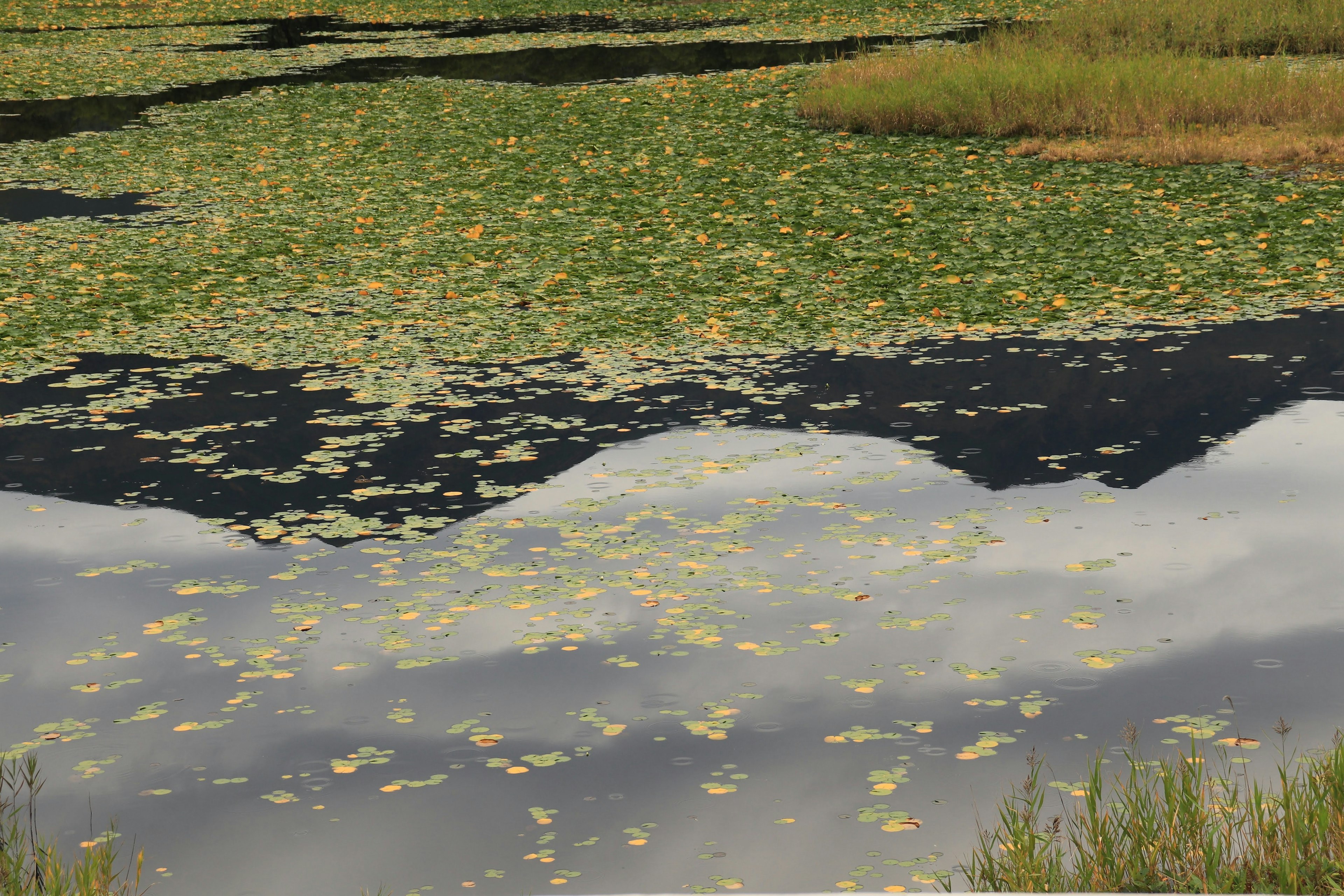 Surface of water with floating green leaves and reflecting sky