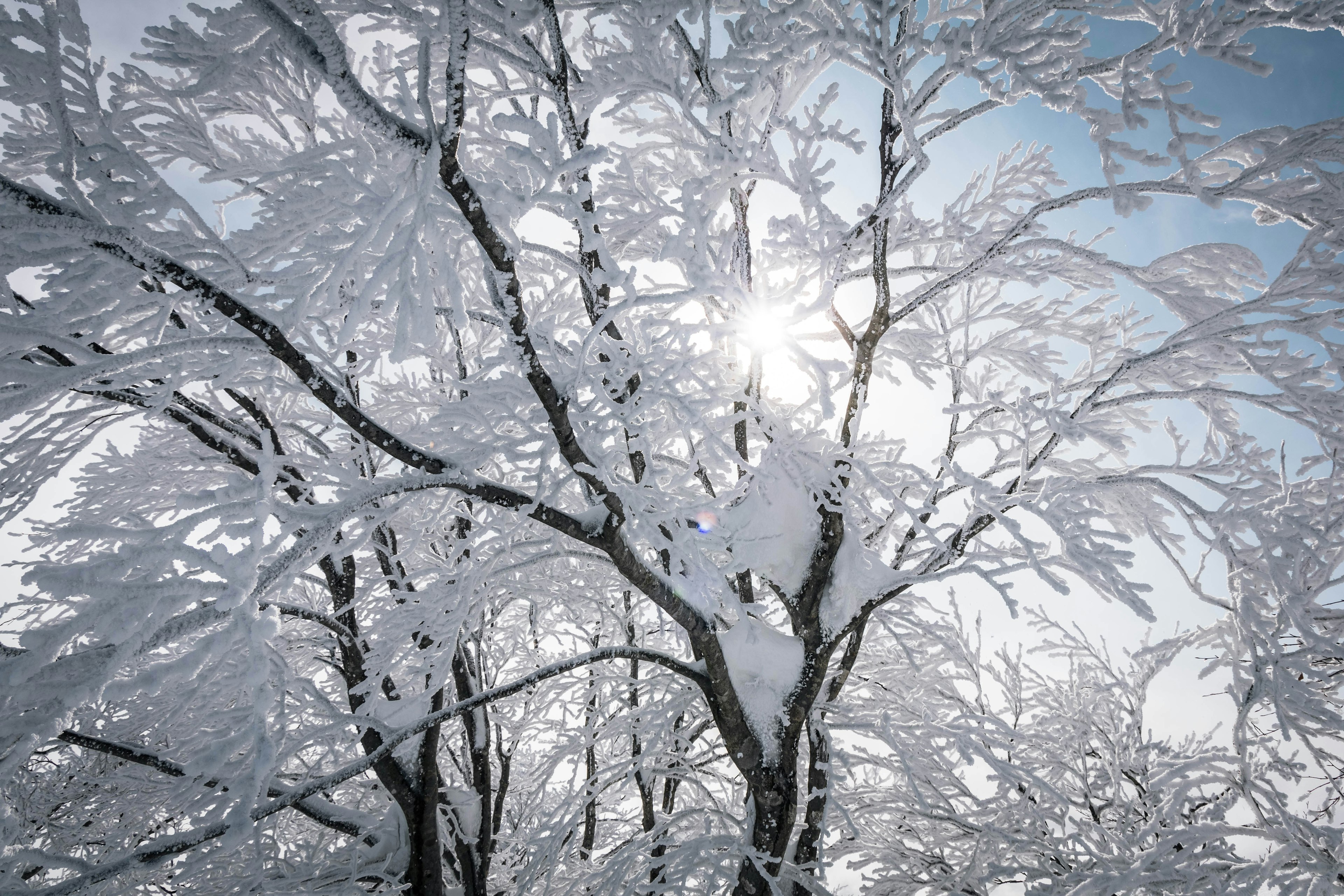 雪に覆われた木々と太陽の光が差し込む冬の風景