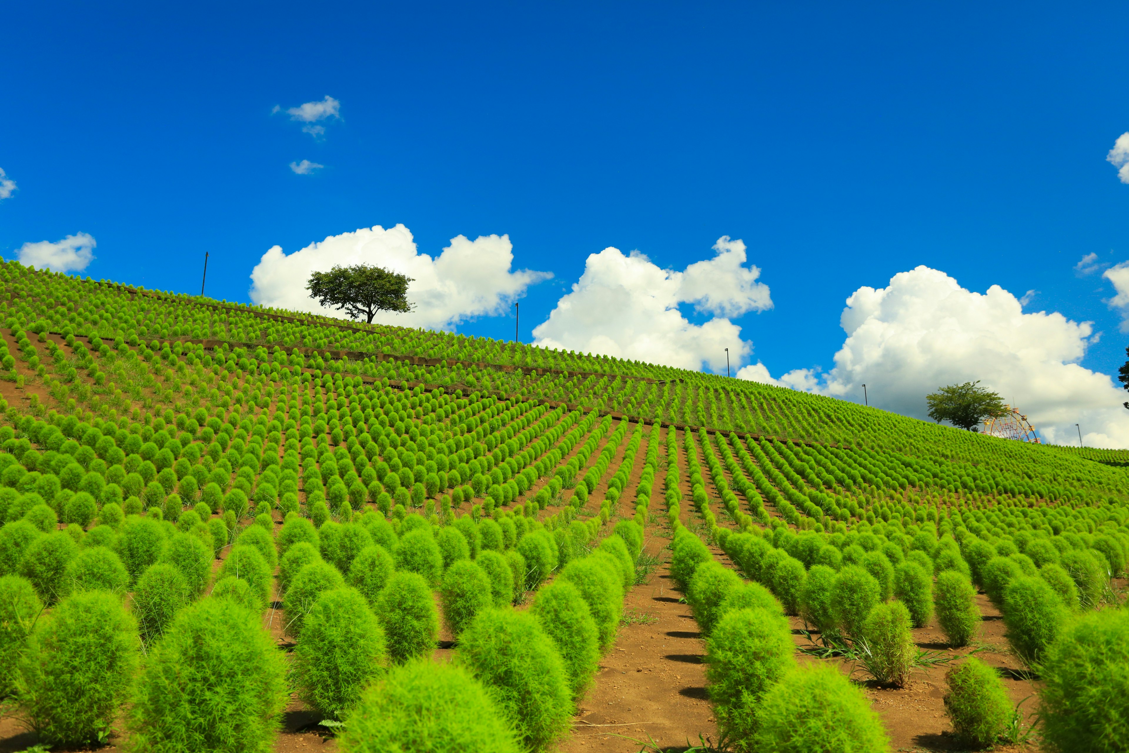 Colline recouverte de buissons verts sphériques sous un ciel bleu lumineux