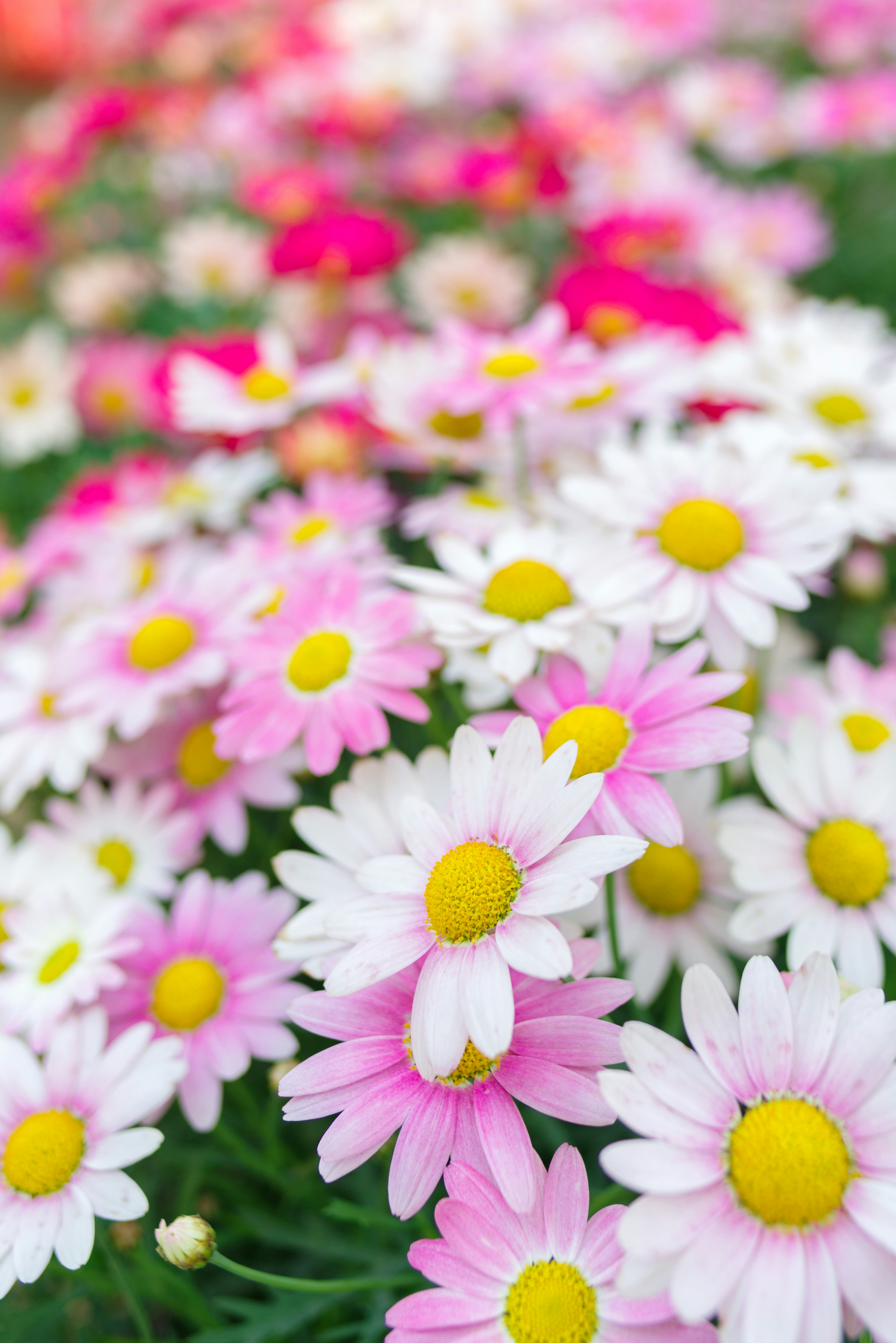 Acercamiento a un jardín con flores blancas y rosas