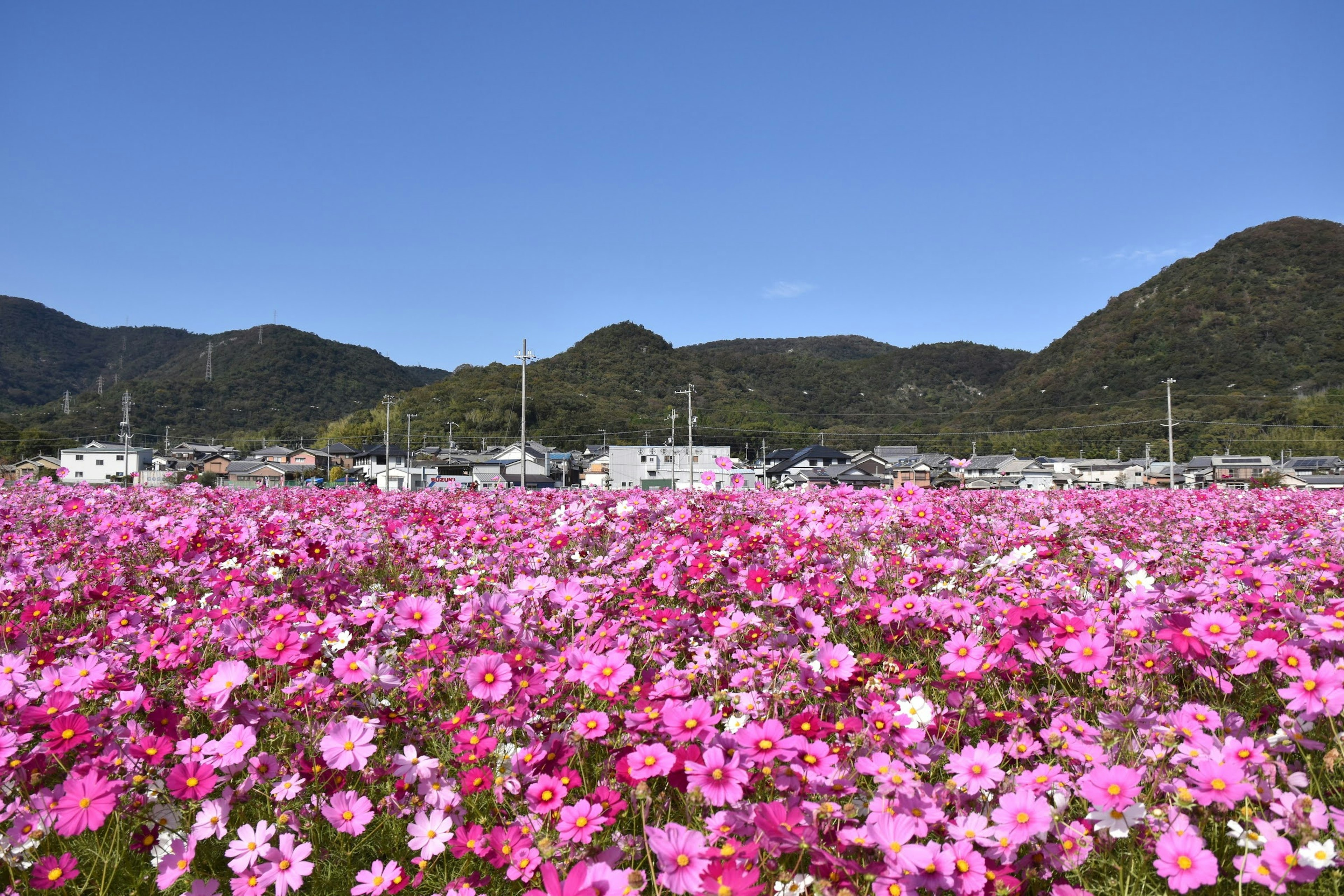 Ladang bunga cosmos merah muda yang luas di bawah langit biru cerah dengan pegunungan