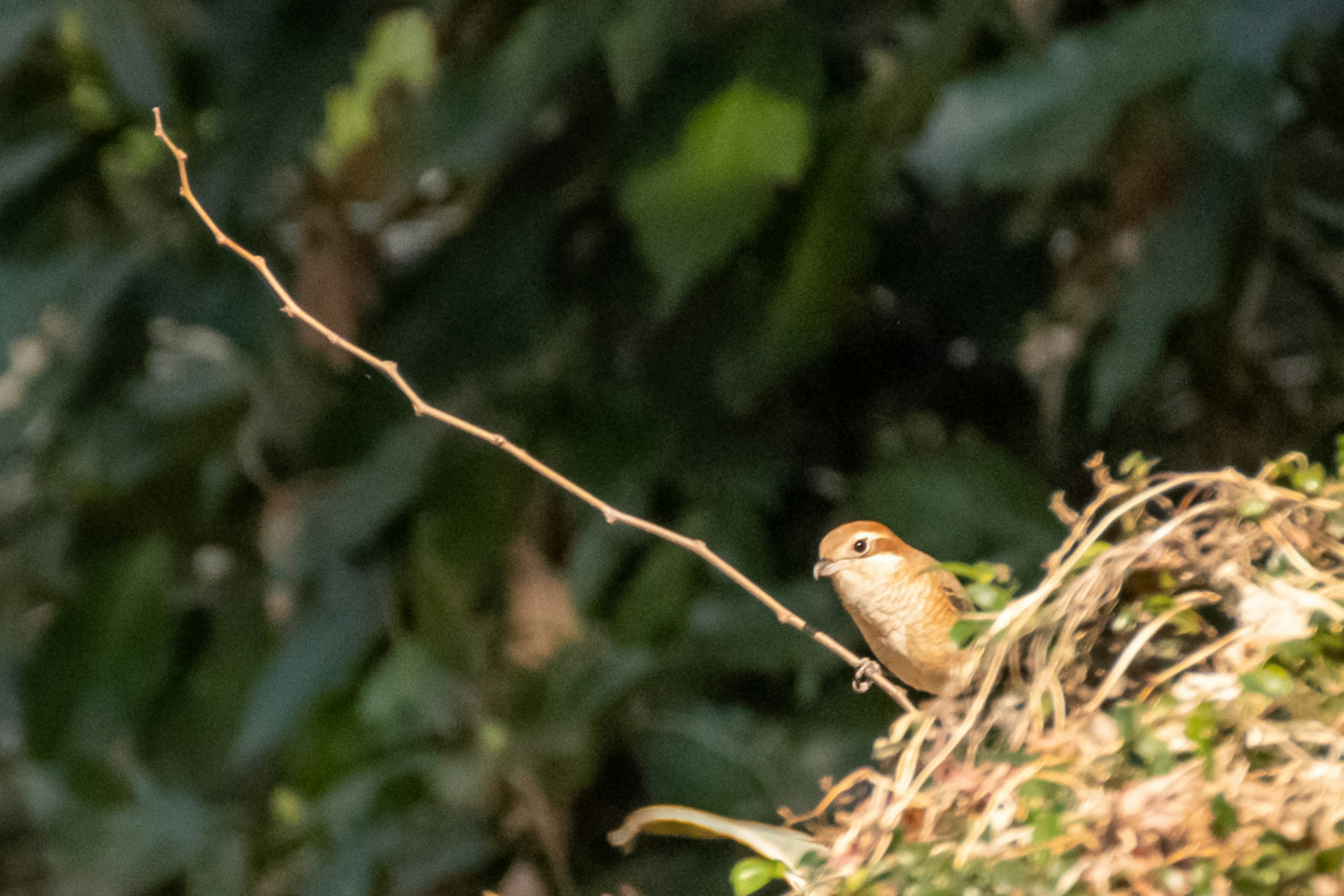 A small bird near its nest in a lush green environment