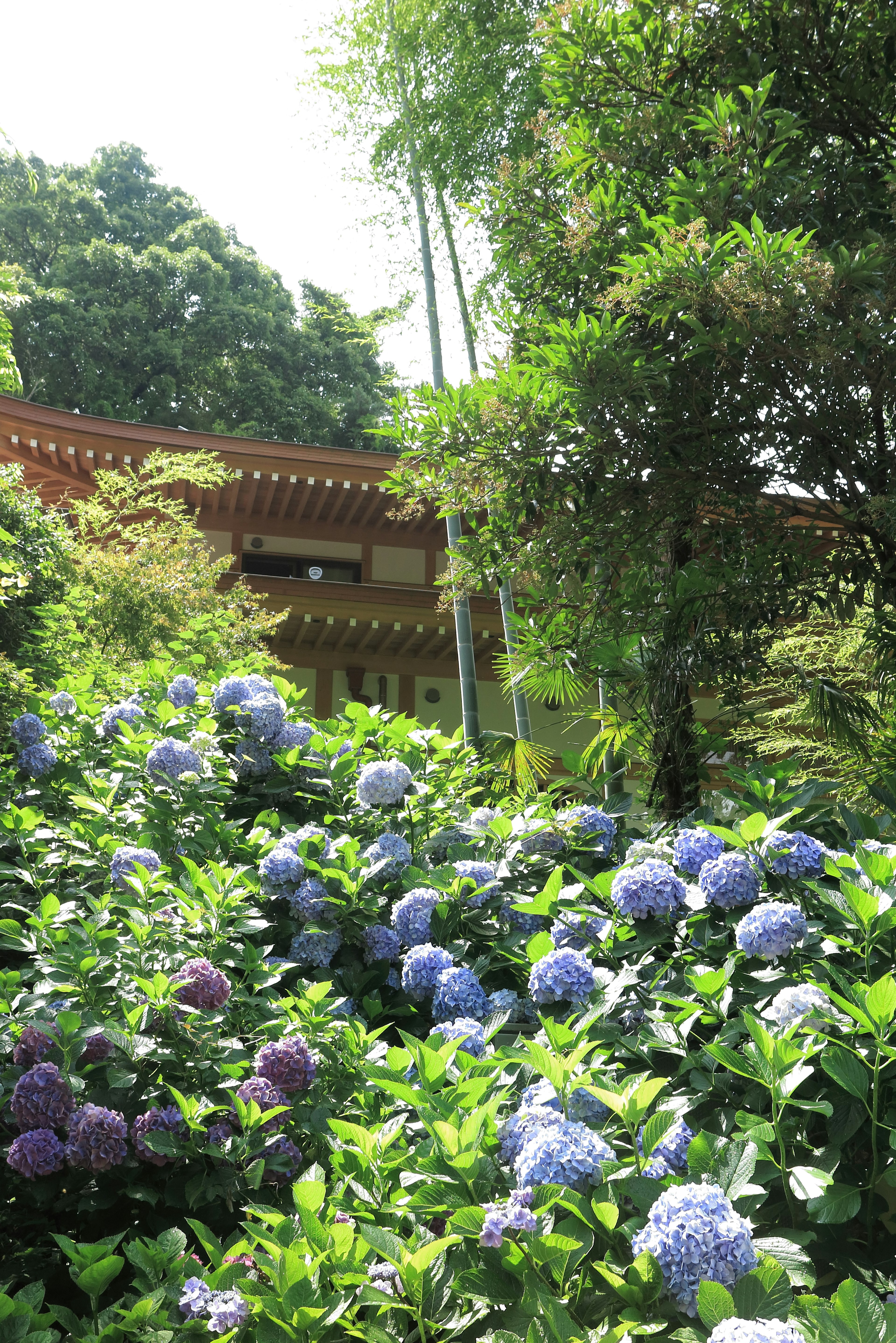 Pemandangan taman dengan bunga hortensia biru dan ungu serta bangunan tradisional di latar belakang