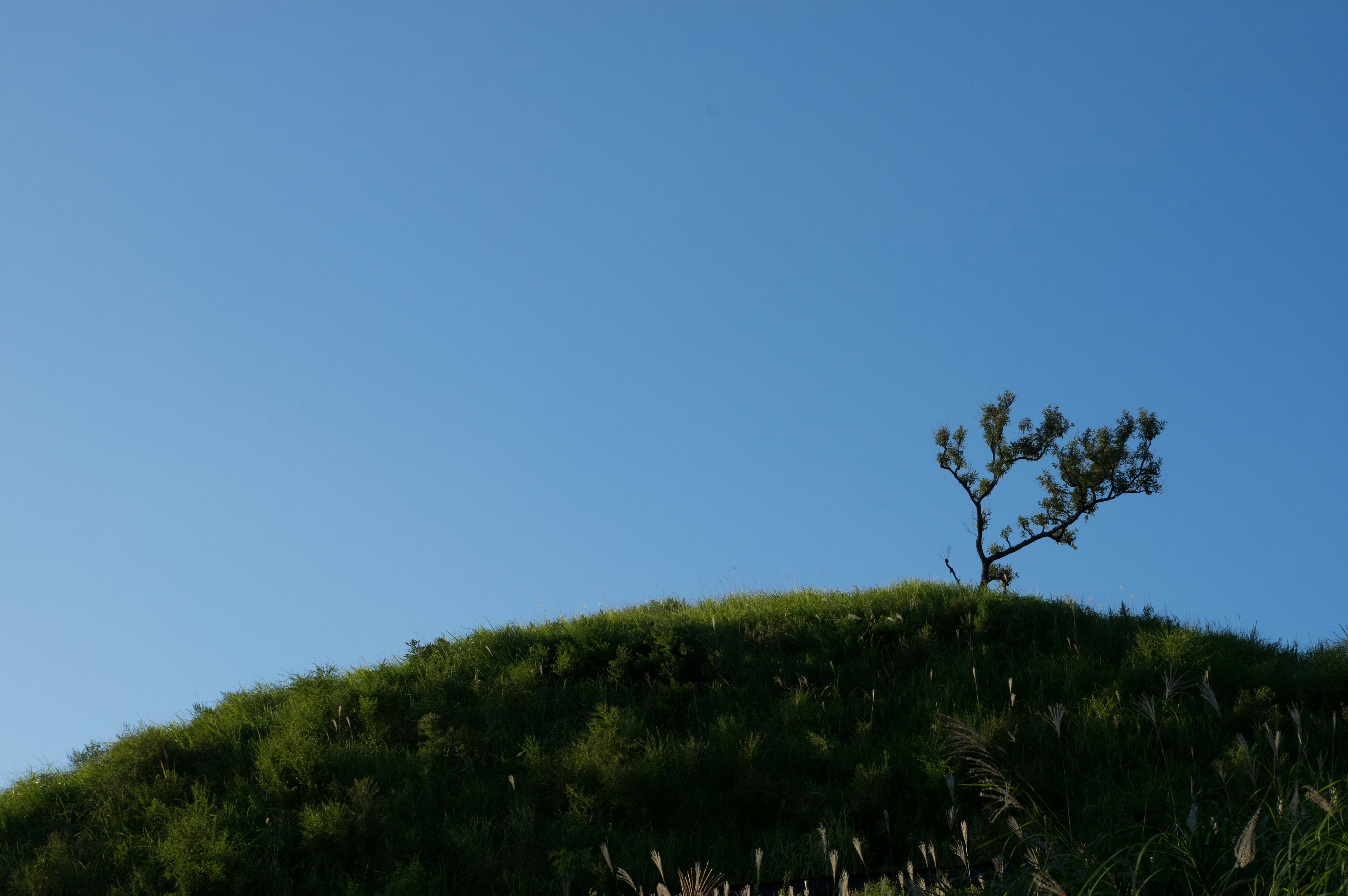 Ein kleiner Baum auf einem grünen Hügel unter einem blauen Himmel