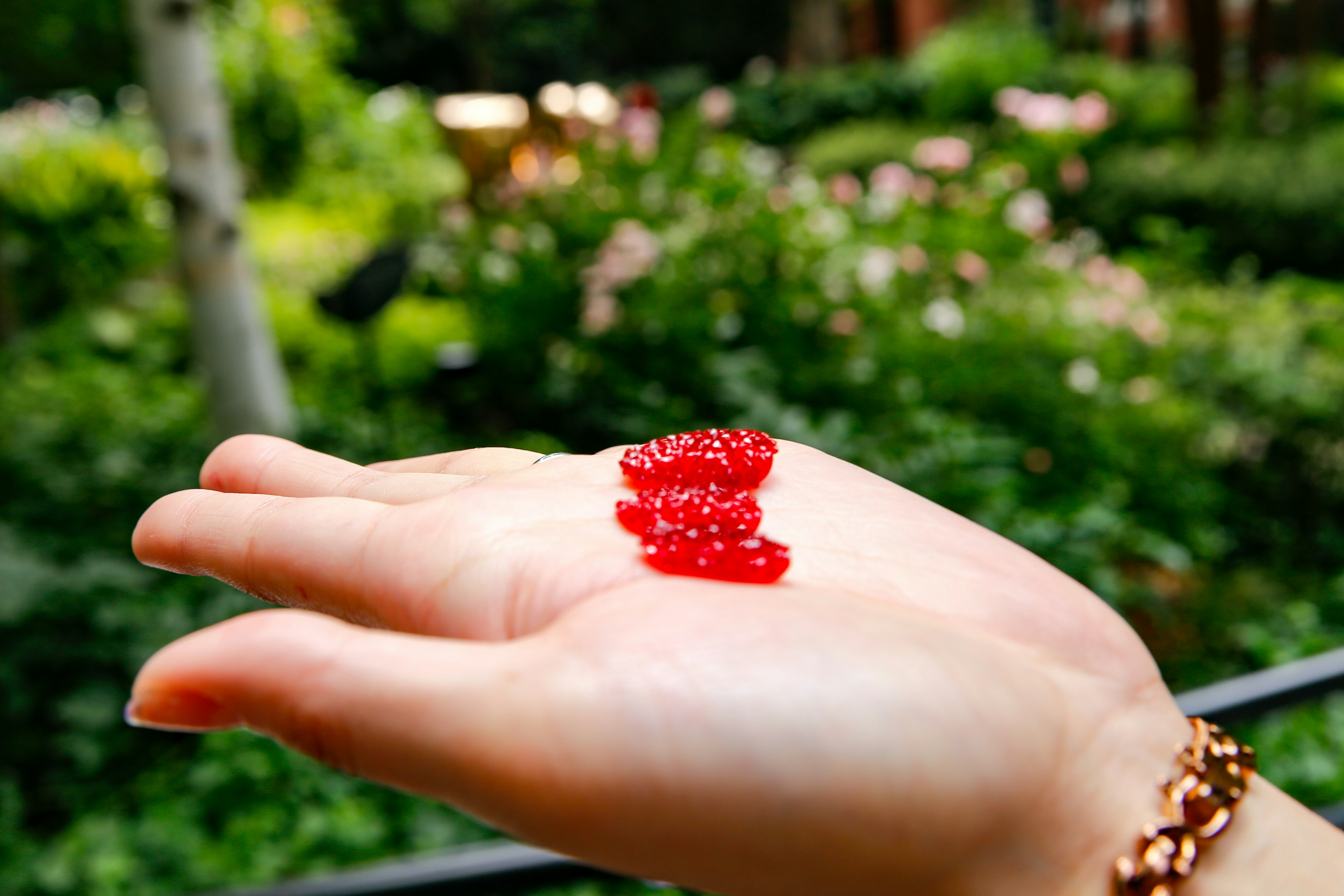 A hand holding red jelly-like food in a garden setting