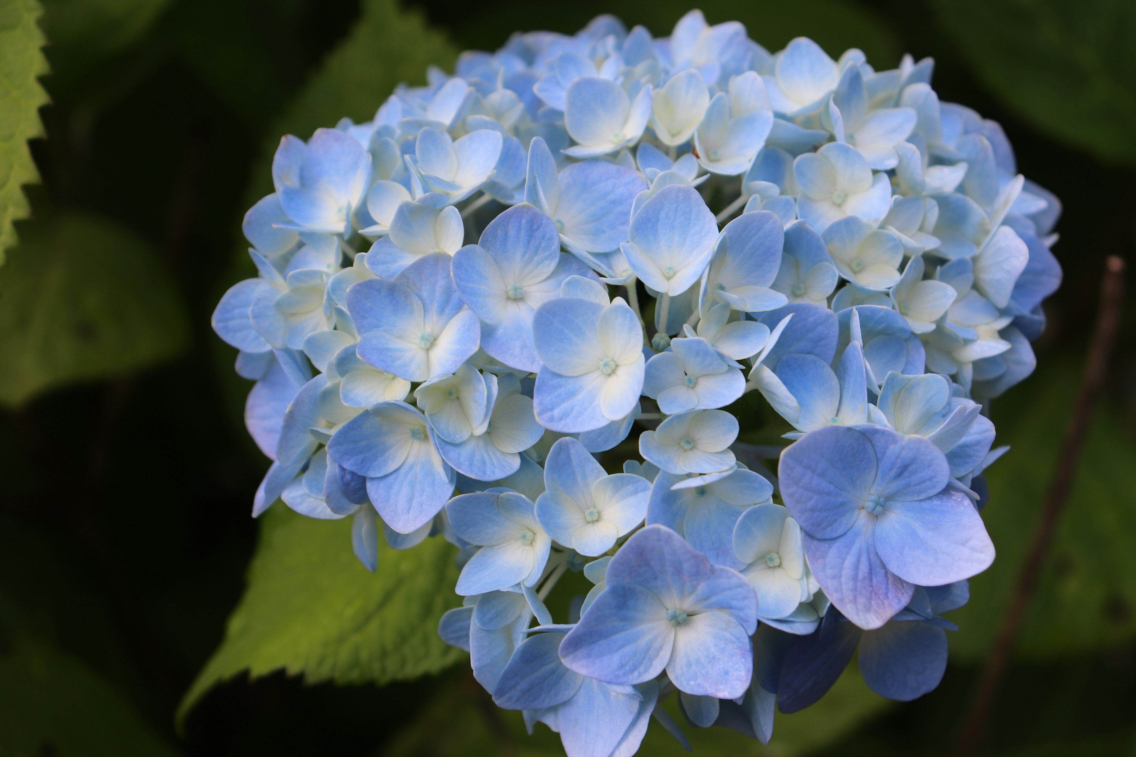 Groupe de belles fleurs d'hortensia bleu