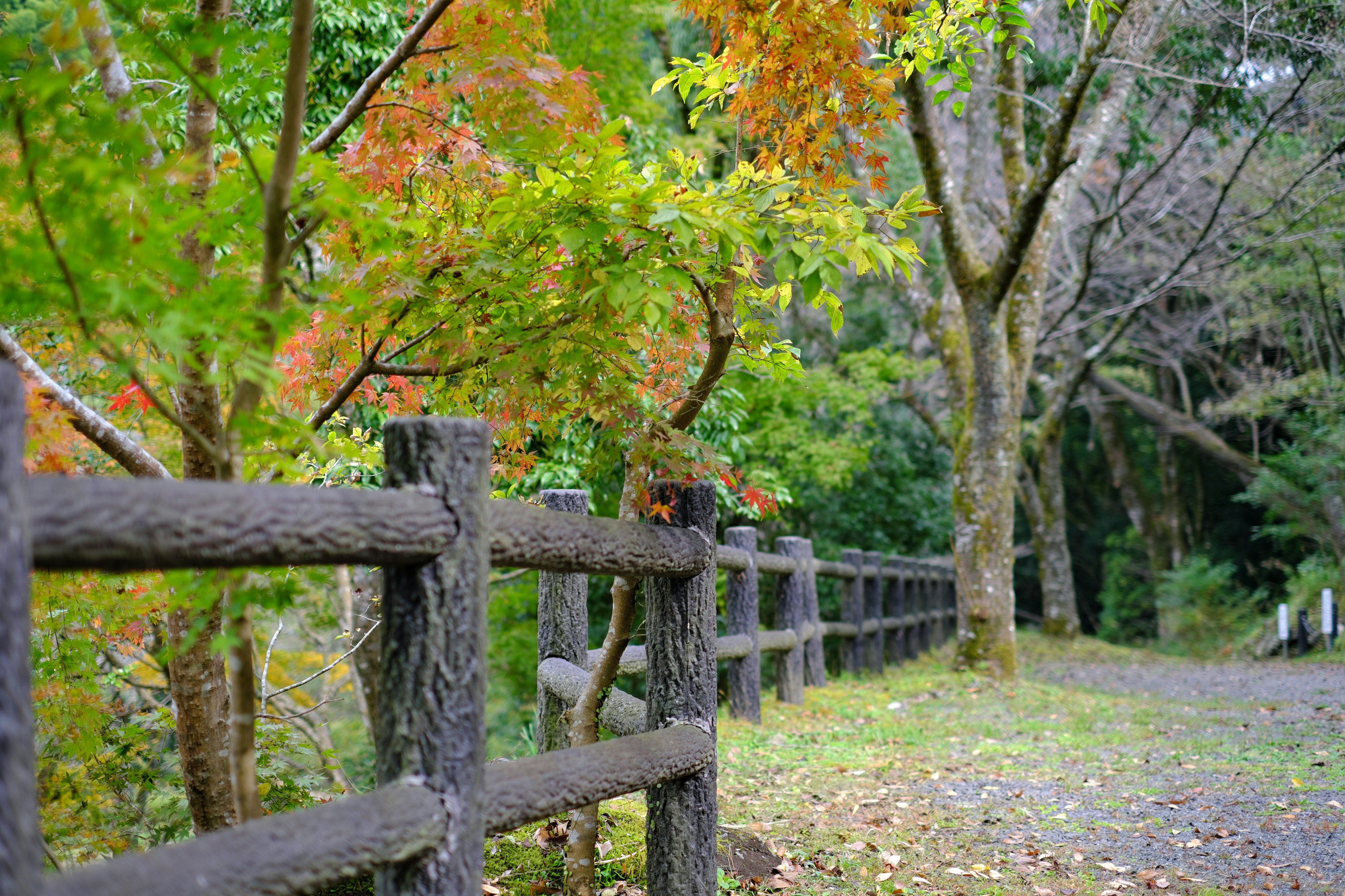 Un chemin serein avec une clôture en bois et des arbres colorés