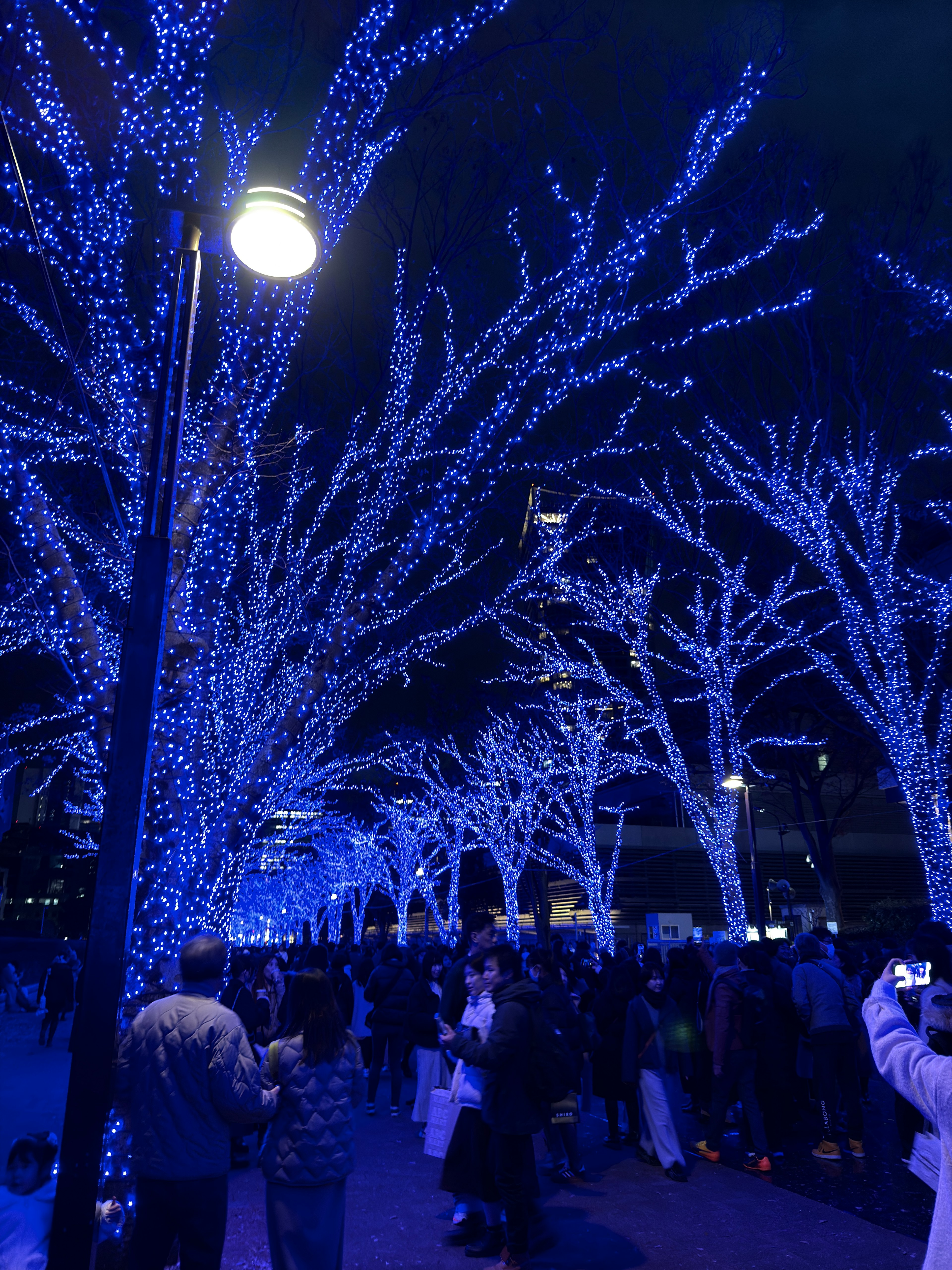 青いイルミネーションが施された木々と人々が集まる夜の光景