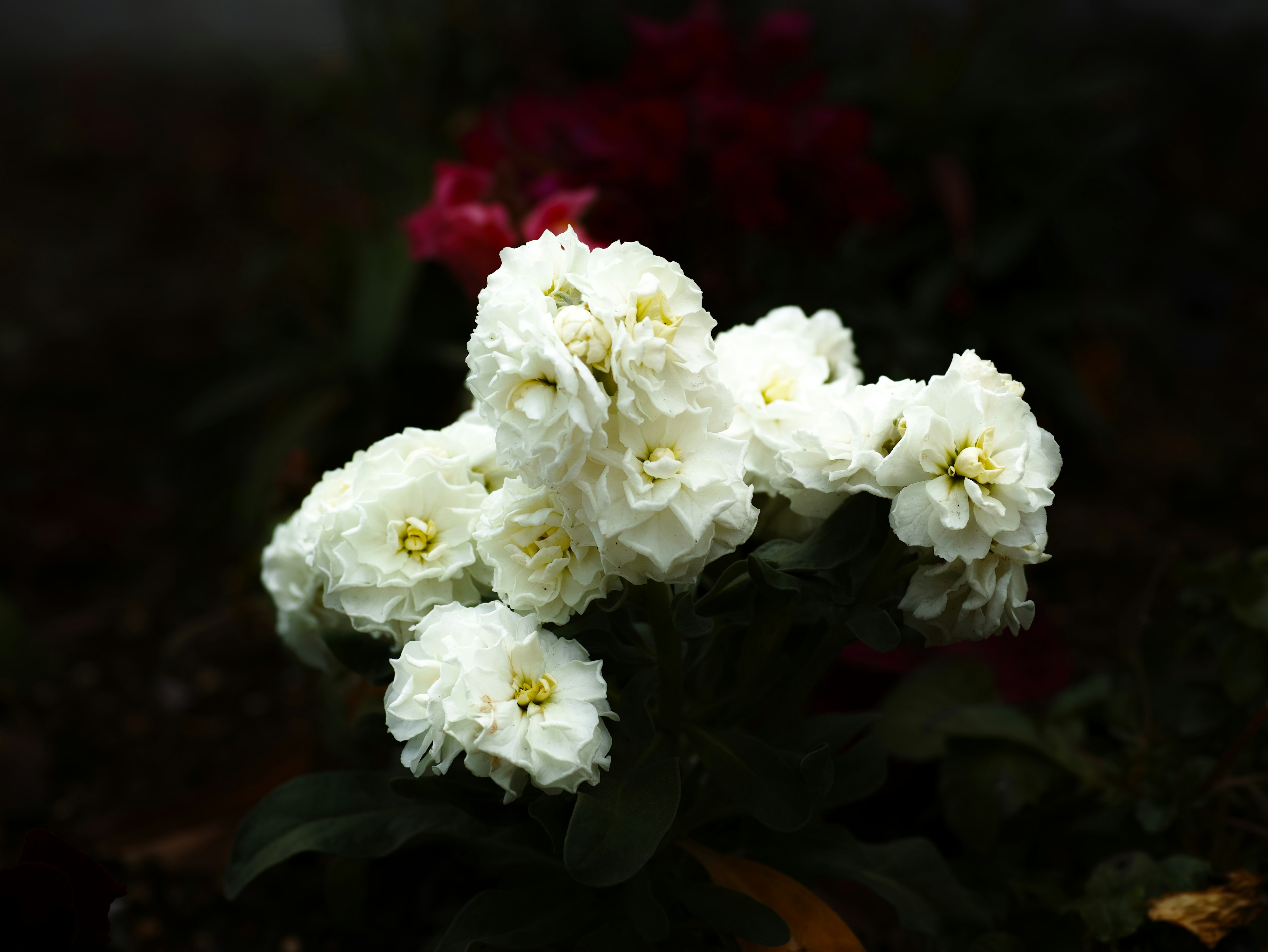 特写照片，展示一株白花的植物