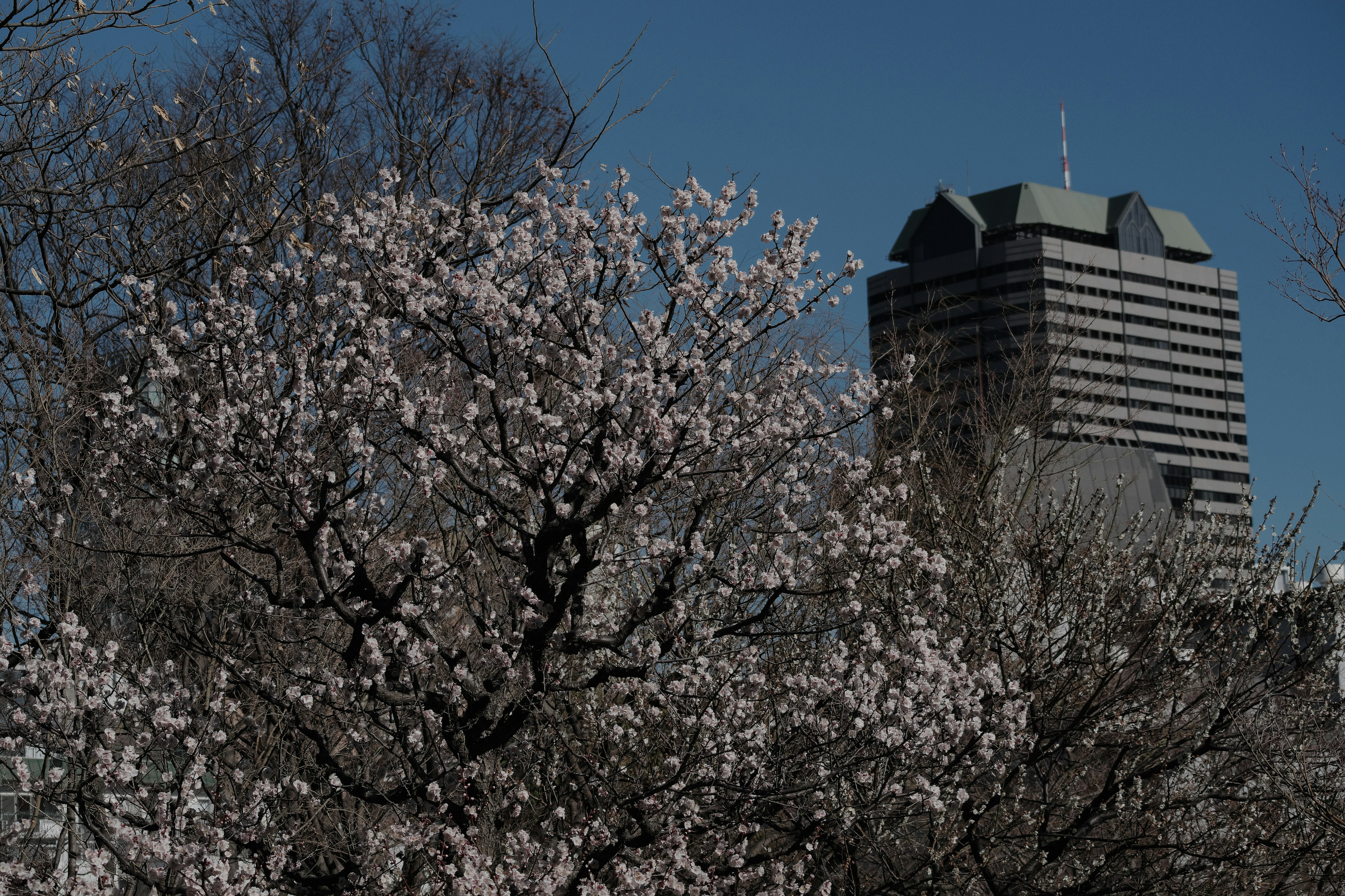 Pohon sakura yang mekar dengan bangunan modern di latar belakang